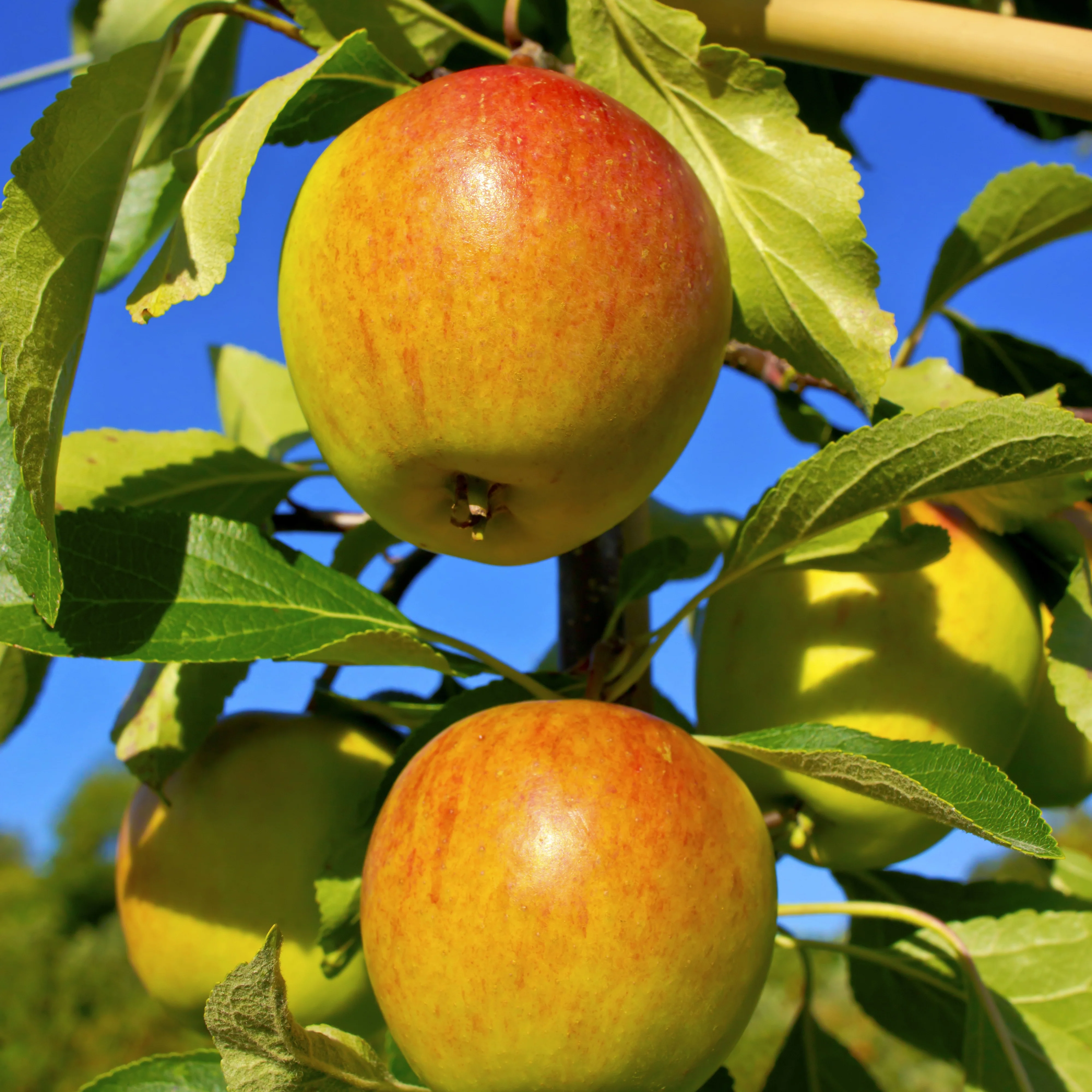 Apfelbaum-Kollektion 'Reine des reinettes', 'Cox's', 'Golden Delicious' - Image 4