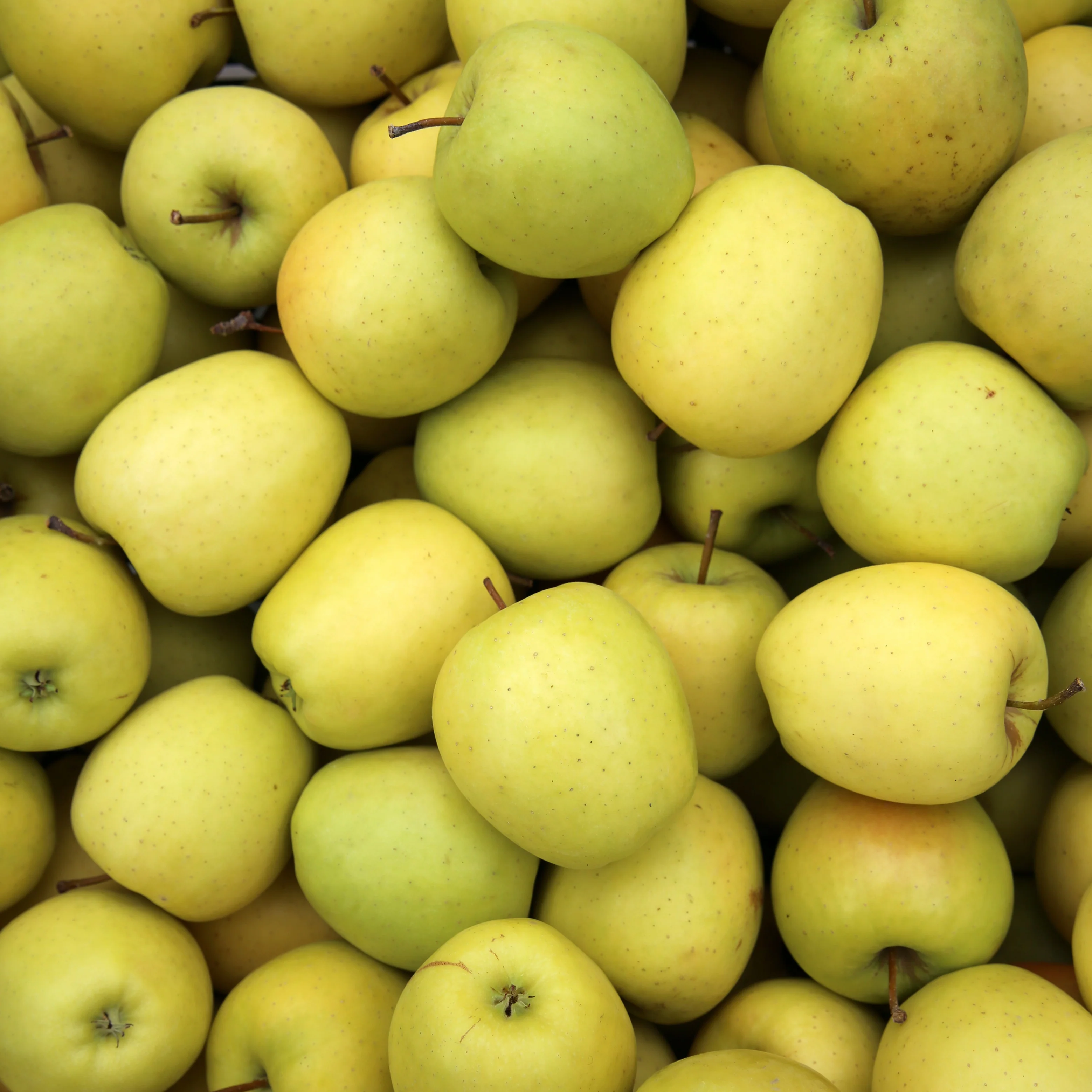 Apfelbaum-Kollektion (x3) - Image 3