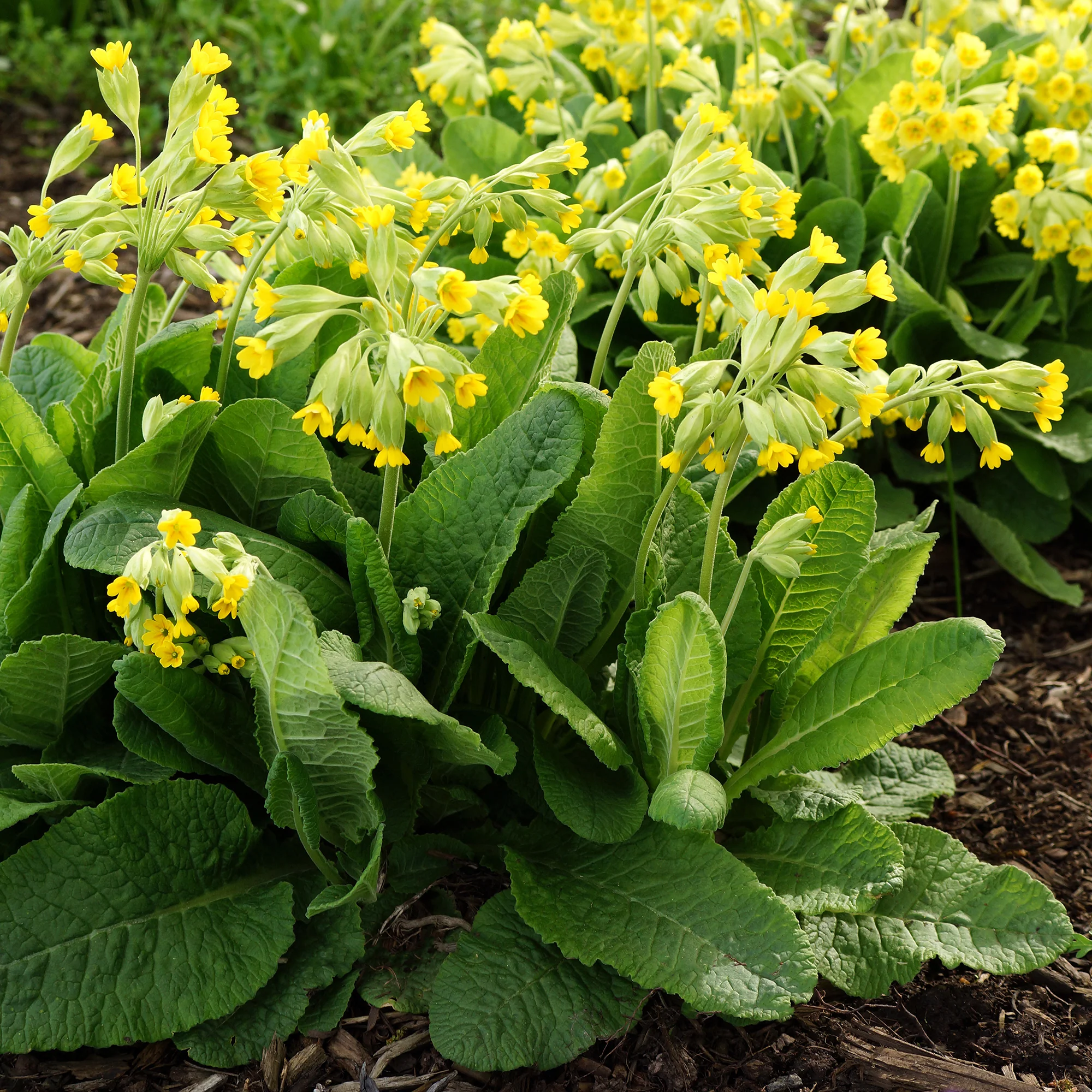 Apotheker-Schlüsselblume - Image 2