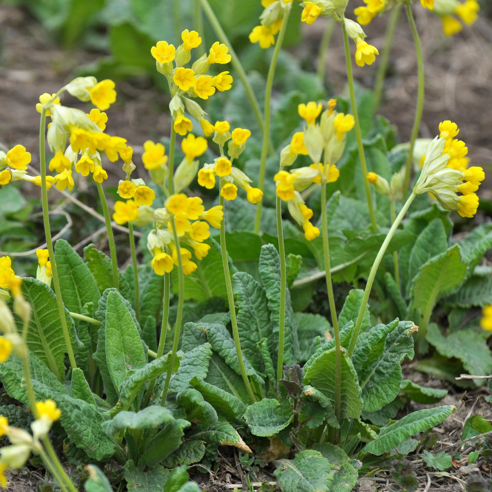 Apotheker-Schlüsselblume - Image 3