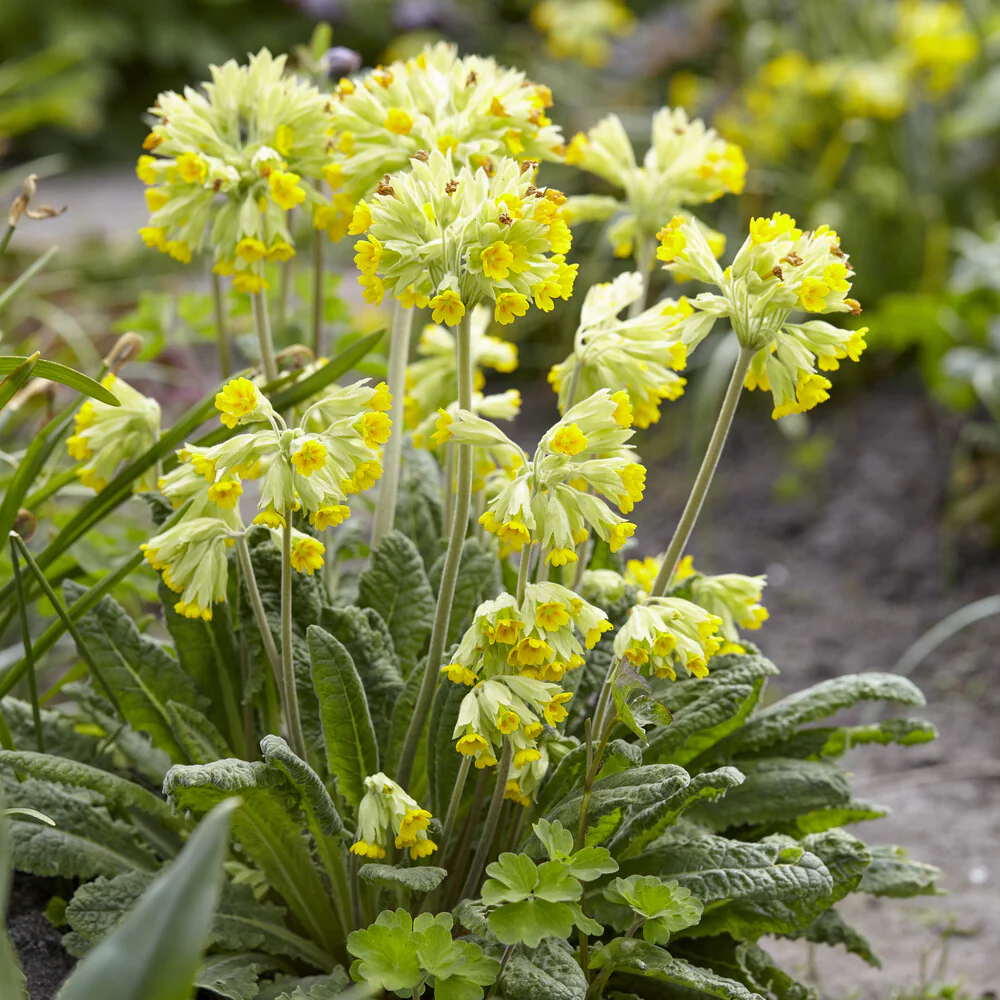 Apotheker-Schlüsselblume - Image 4