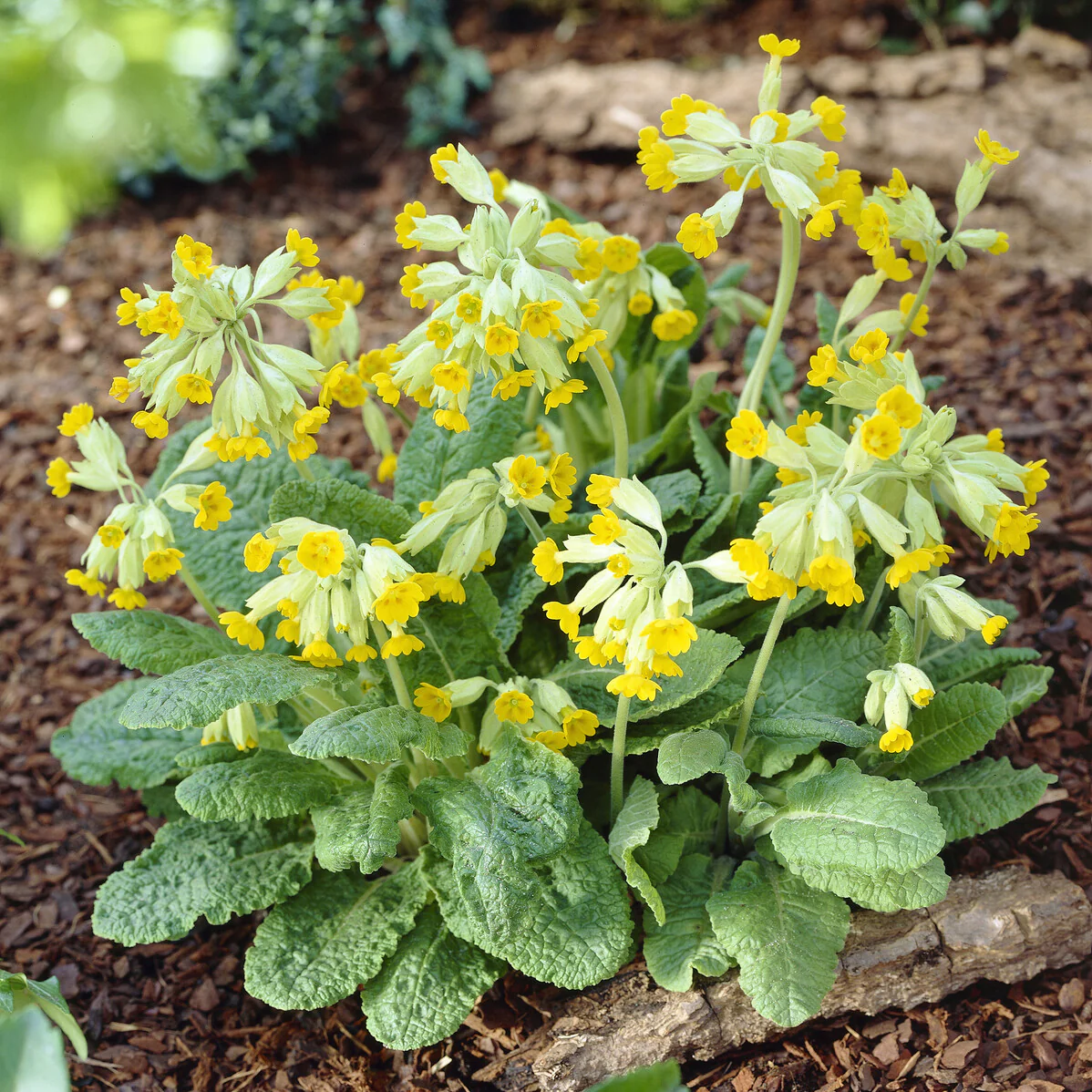 Apotheker-Schlüsselblume - Image 5