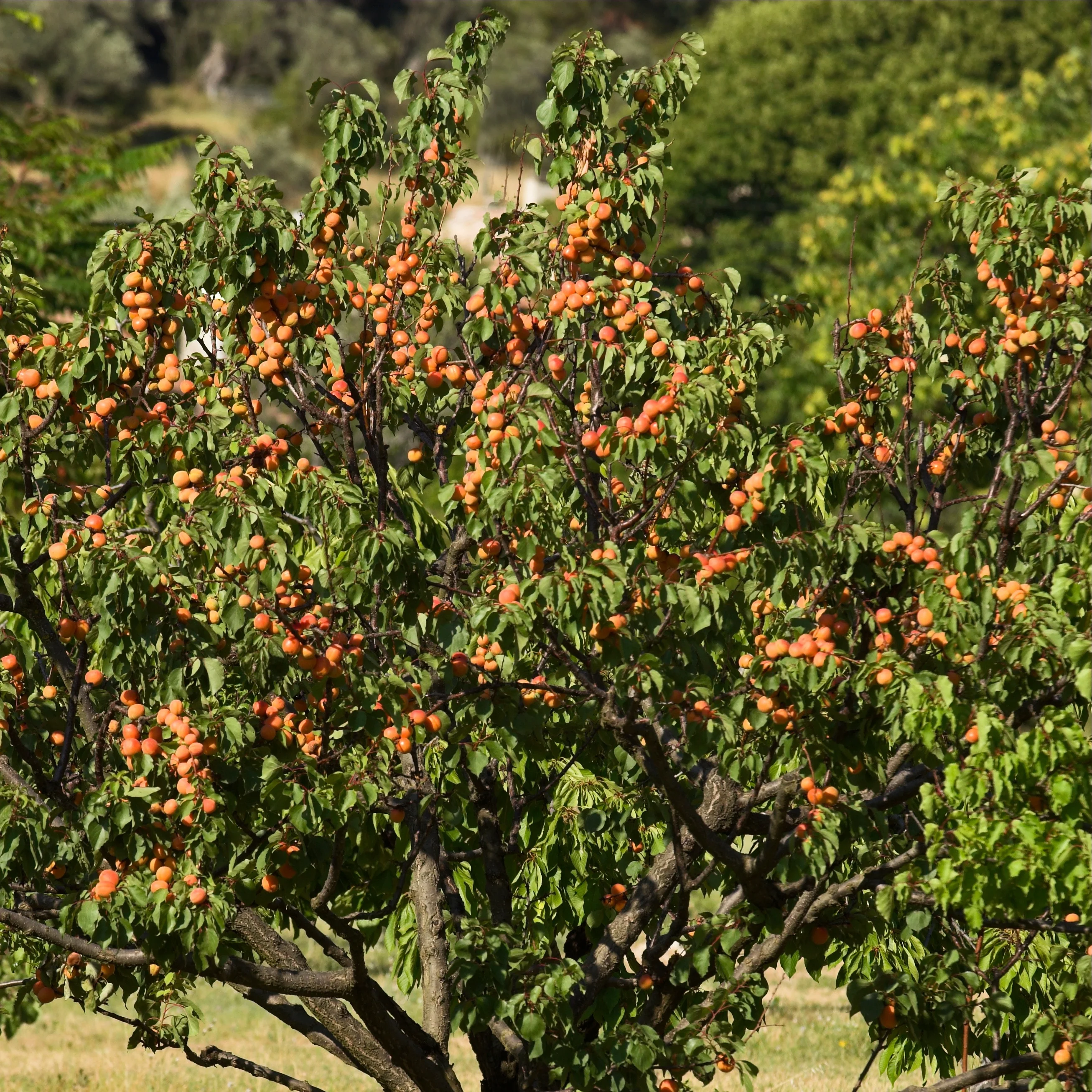 Aprikosenbaum Bergeron - Image 3