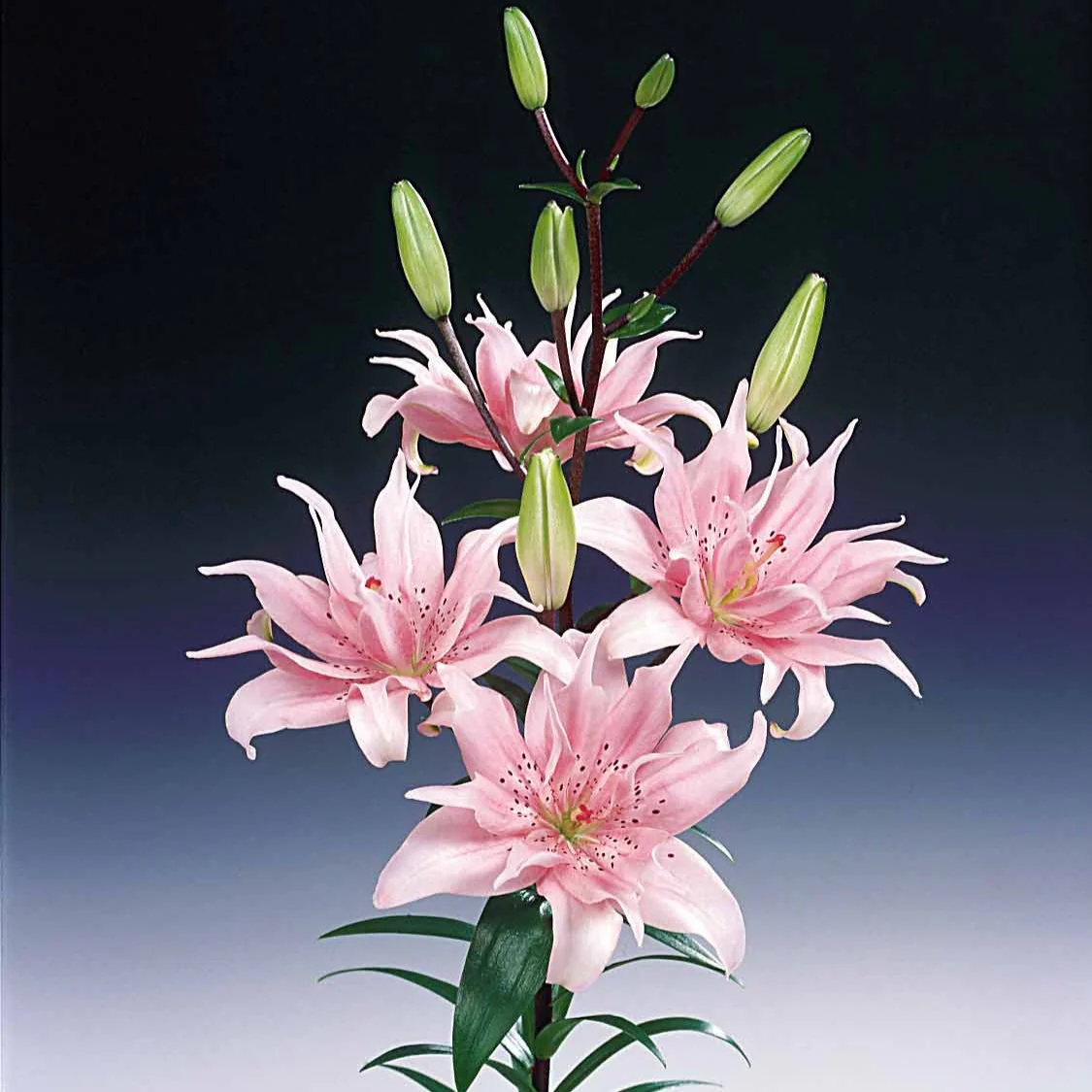Asiatische Lilie 'Elodie' (x3) - Image 3
