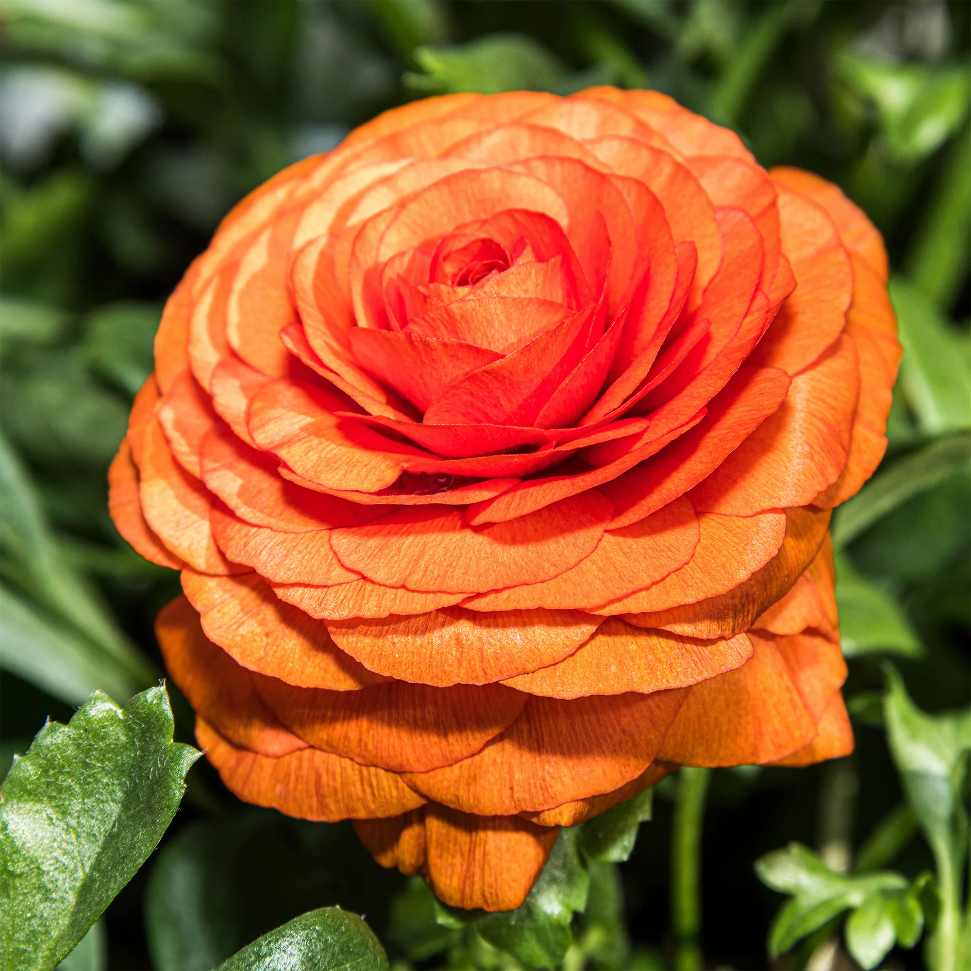 Asiatische Ranunkeln ‘Orange Flame’ (x10) - Image 3