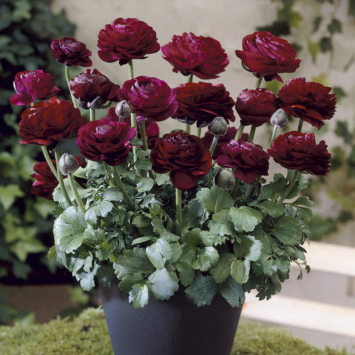Asiatische Ranunkeln ‘Pauline Violet’ (x10)