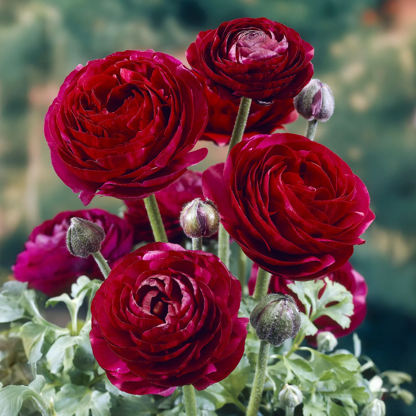 Asiatische Ranunkeln ‘Pauline Violet’ (x10) - Image 3