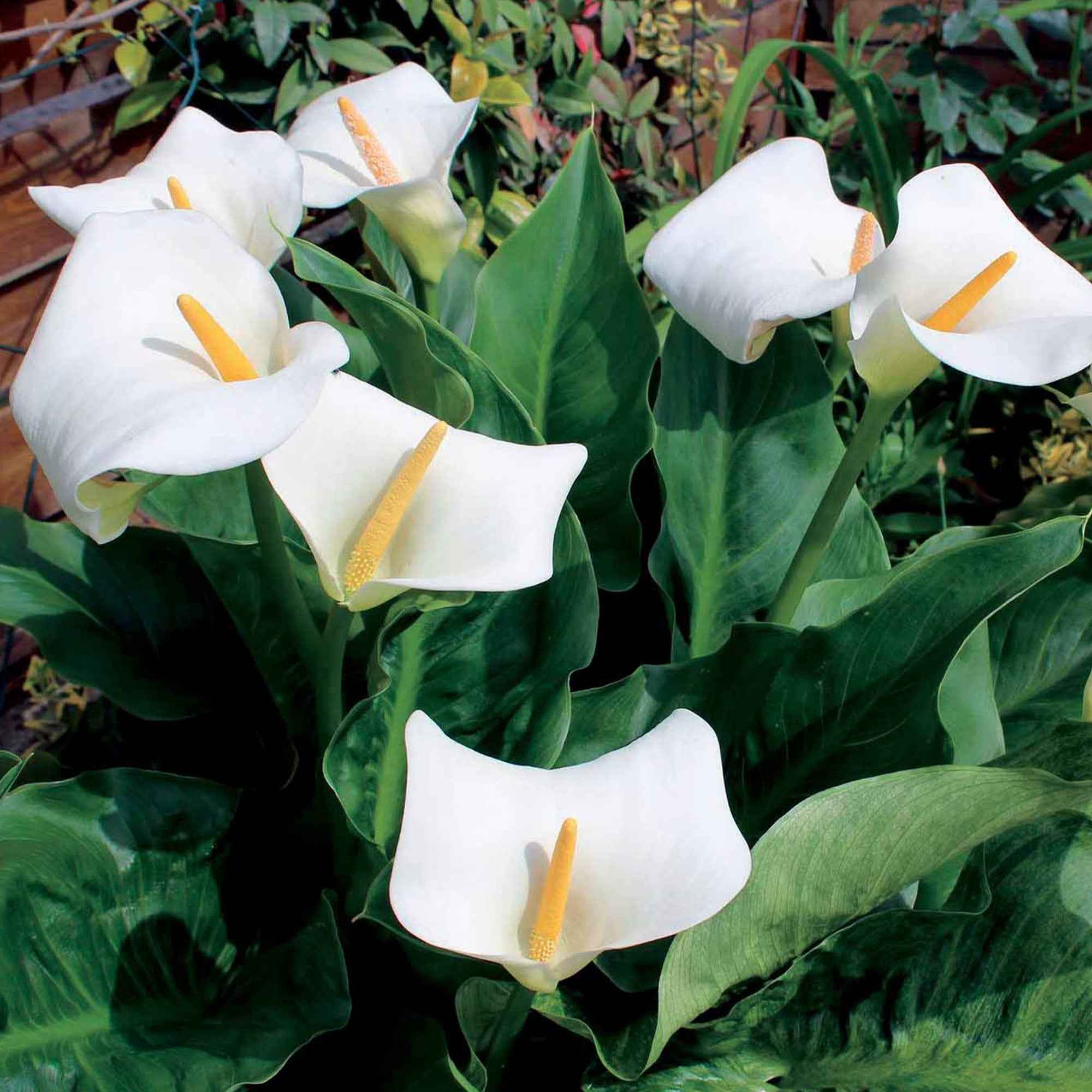 Äthiopische Calla (x2) - Image 4