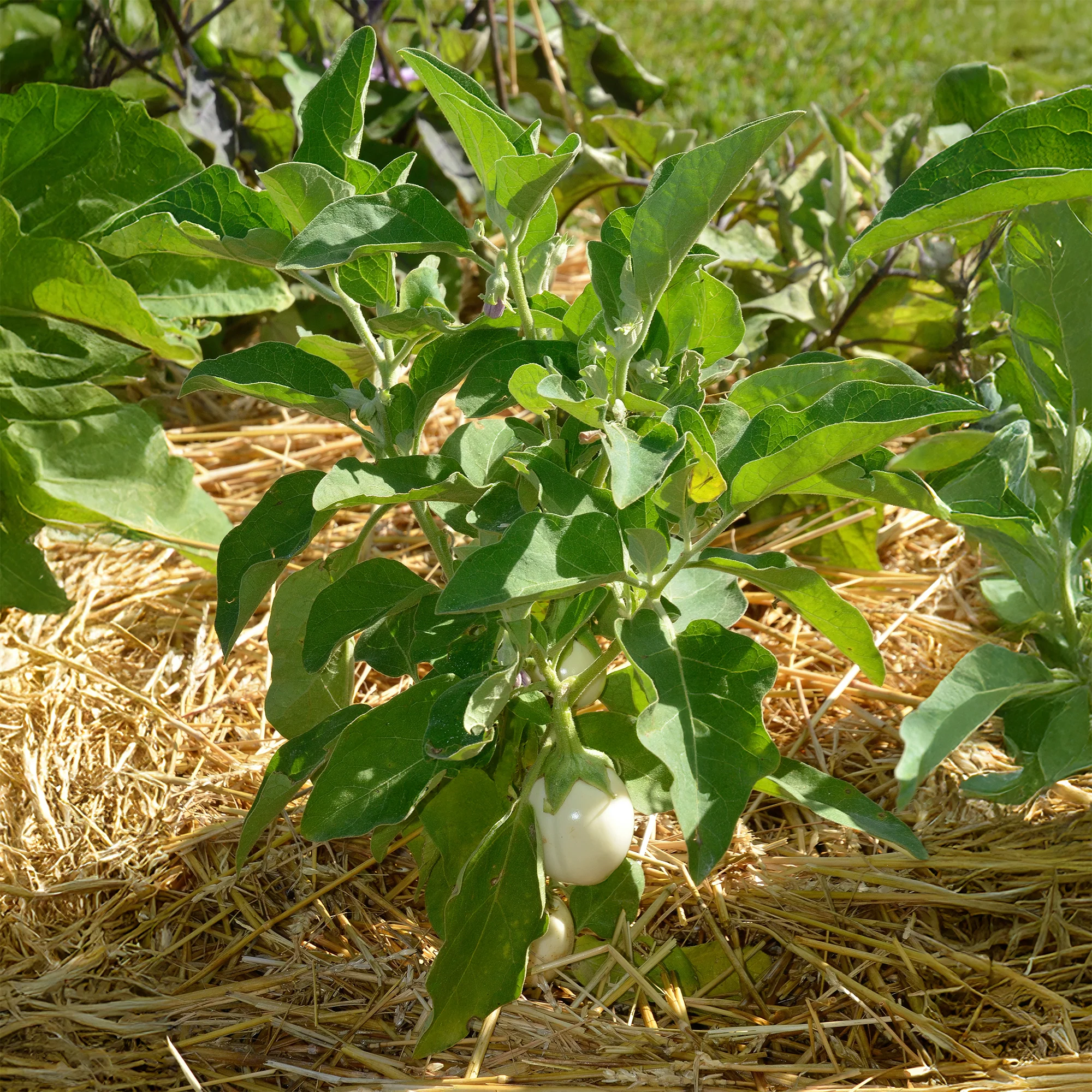 Aubergine ‘Blanche ronde à œufs’ - Image 3