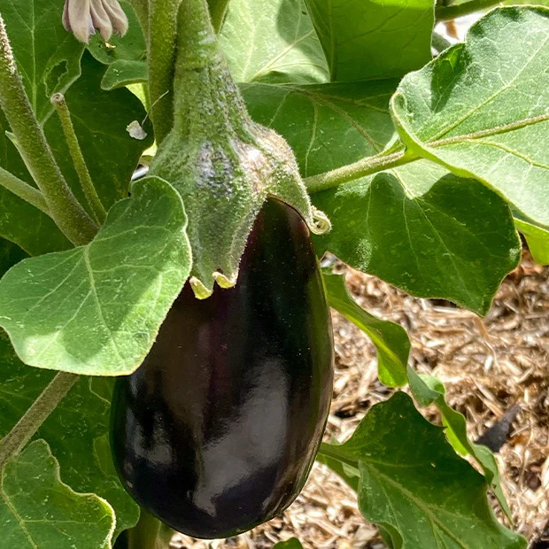 Aubergine Bonica F1 - Image 3