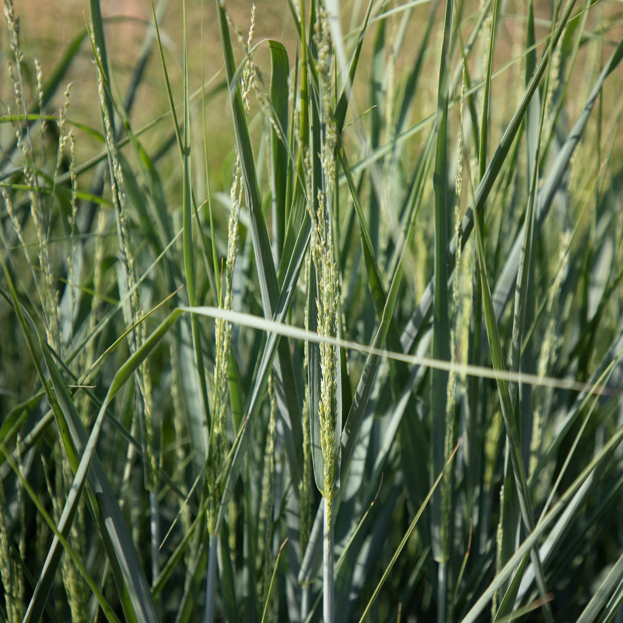 Aufrechte Rutenhirse
