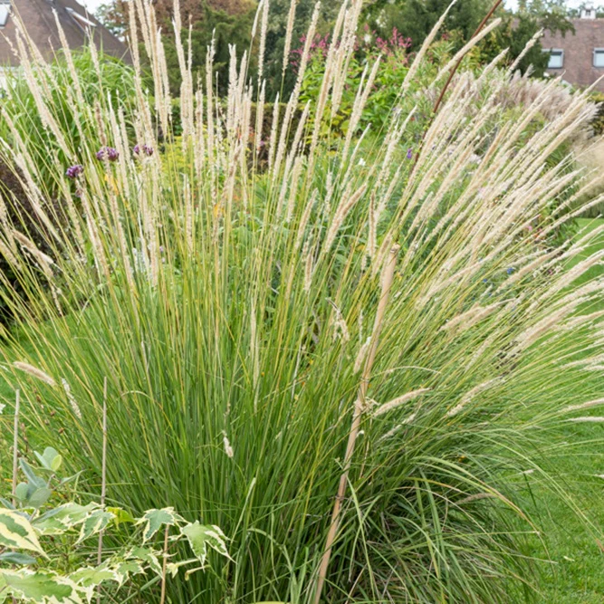 Aufrechtes Lampenputzergras (Pennisetum alopecuroides) - Image 4