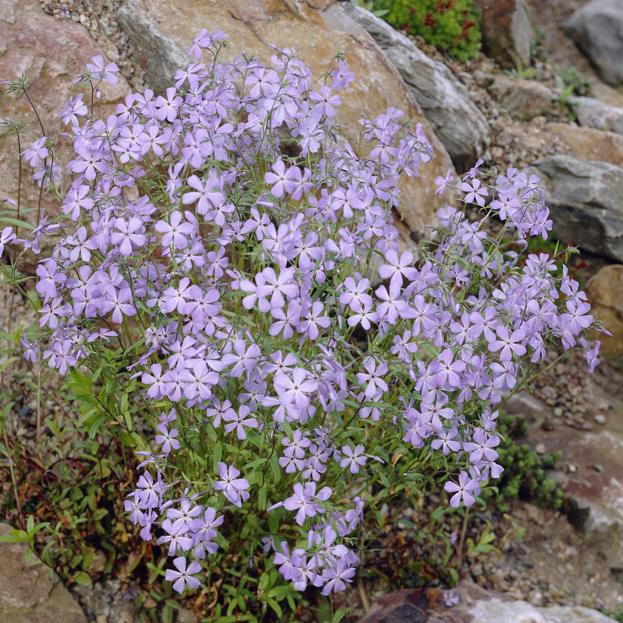 Ausläufer Flammenblume 'Blue Ridge'