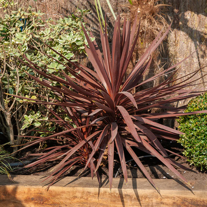 Australische Keulenlilie Burgundy Spire®