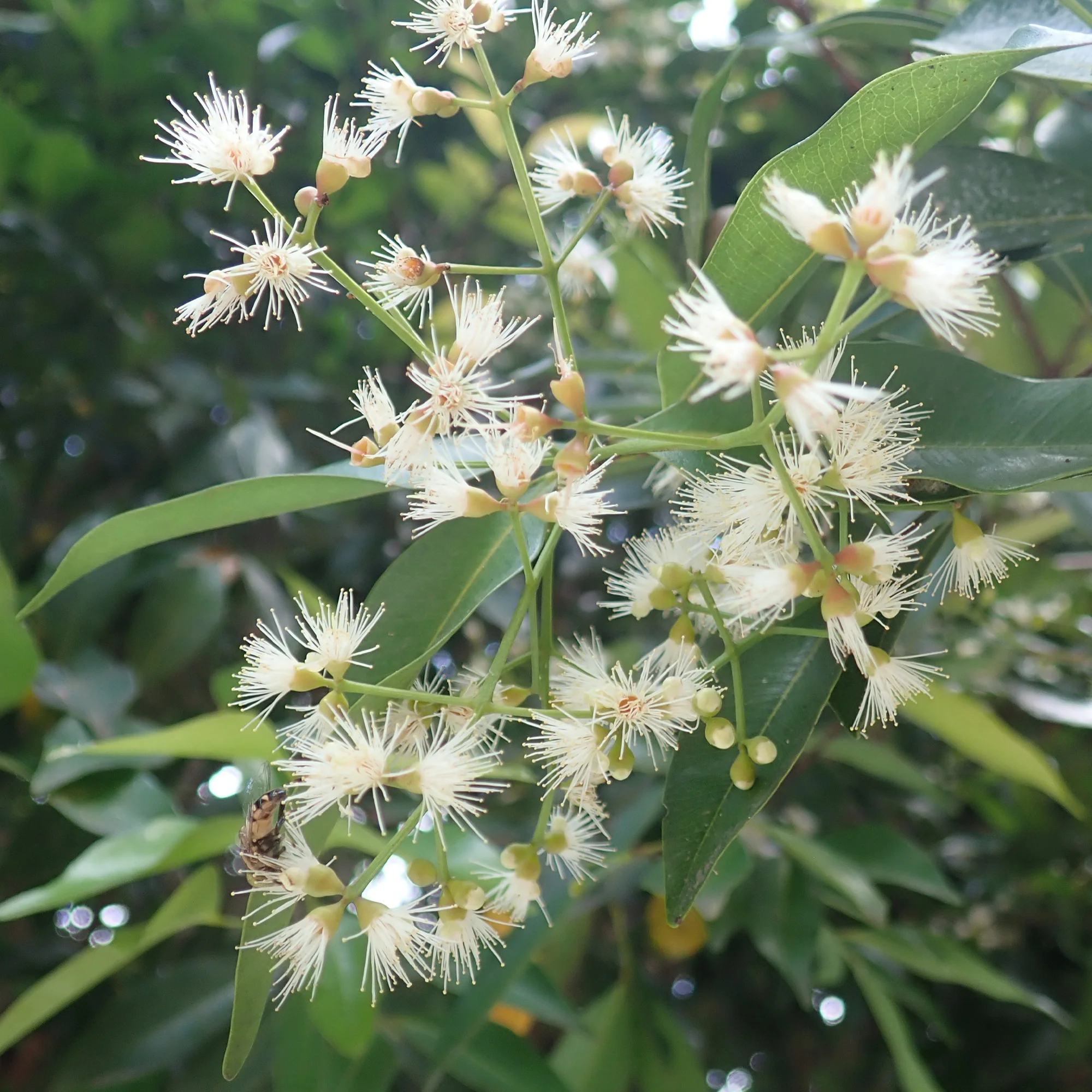 Australische Myrte ‘Newport’