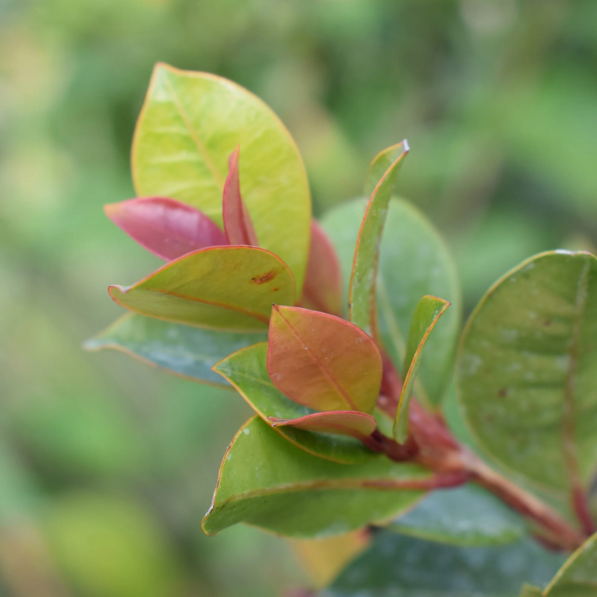 Australische Myrte ‘Newport’ - Image 2