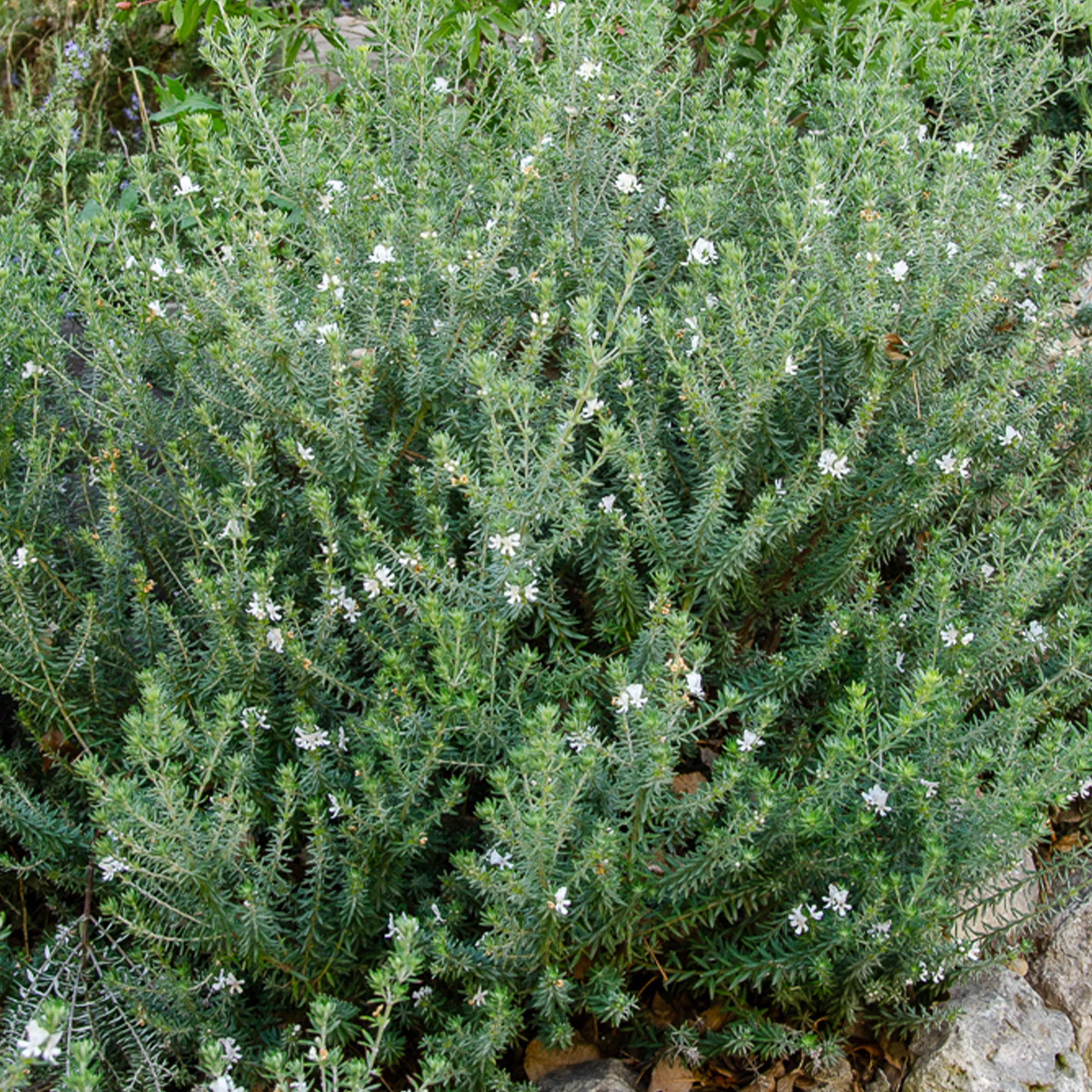 Australischer Rosmarin - Image 3