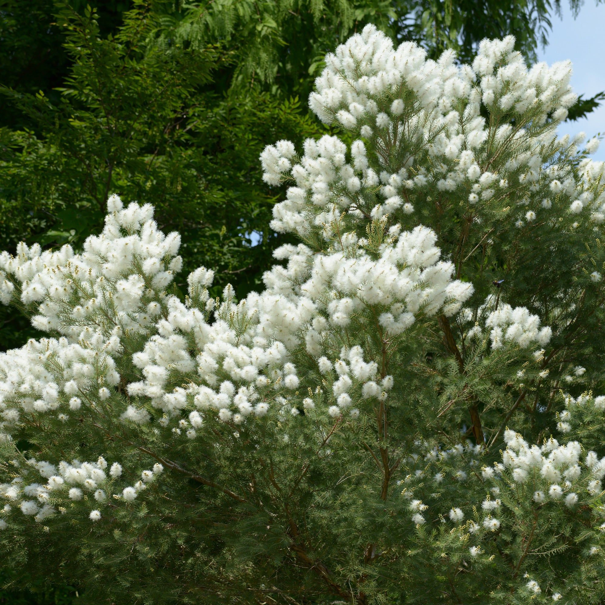 Australischer Teebaum