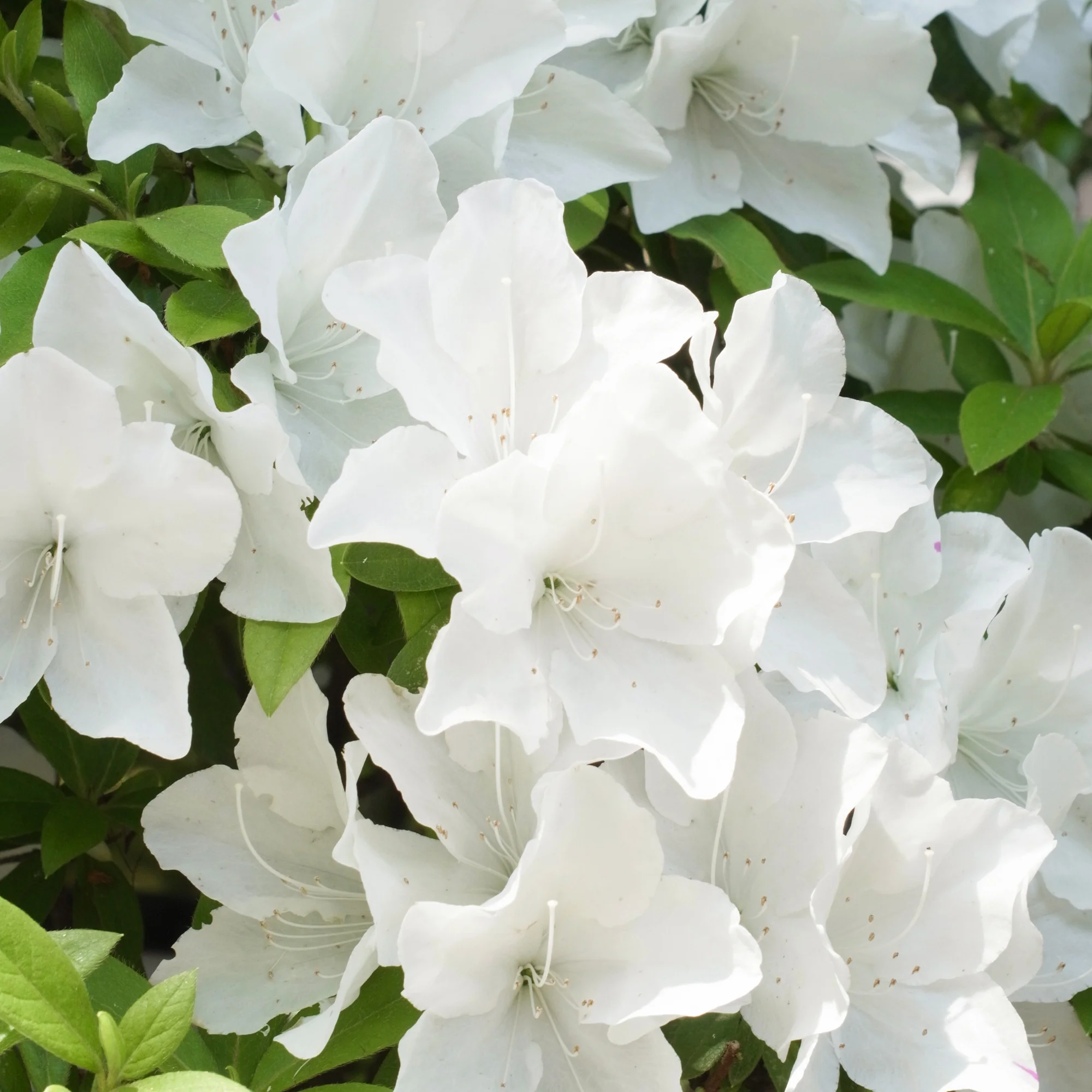 Azalea Encore White Julia - Image 2