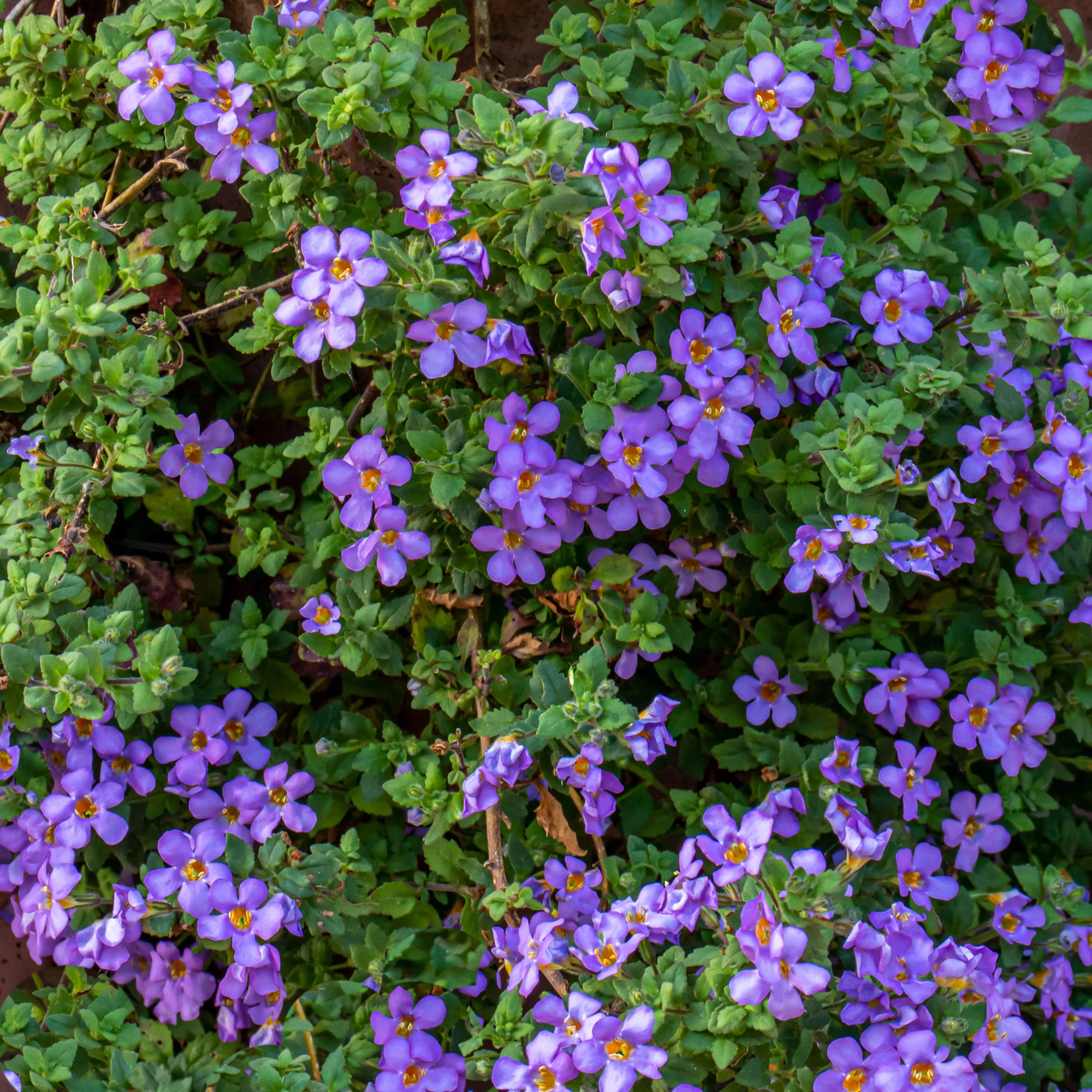 Bacopa Blau