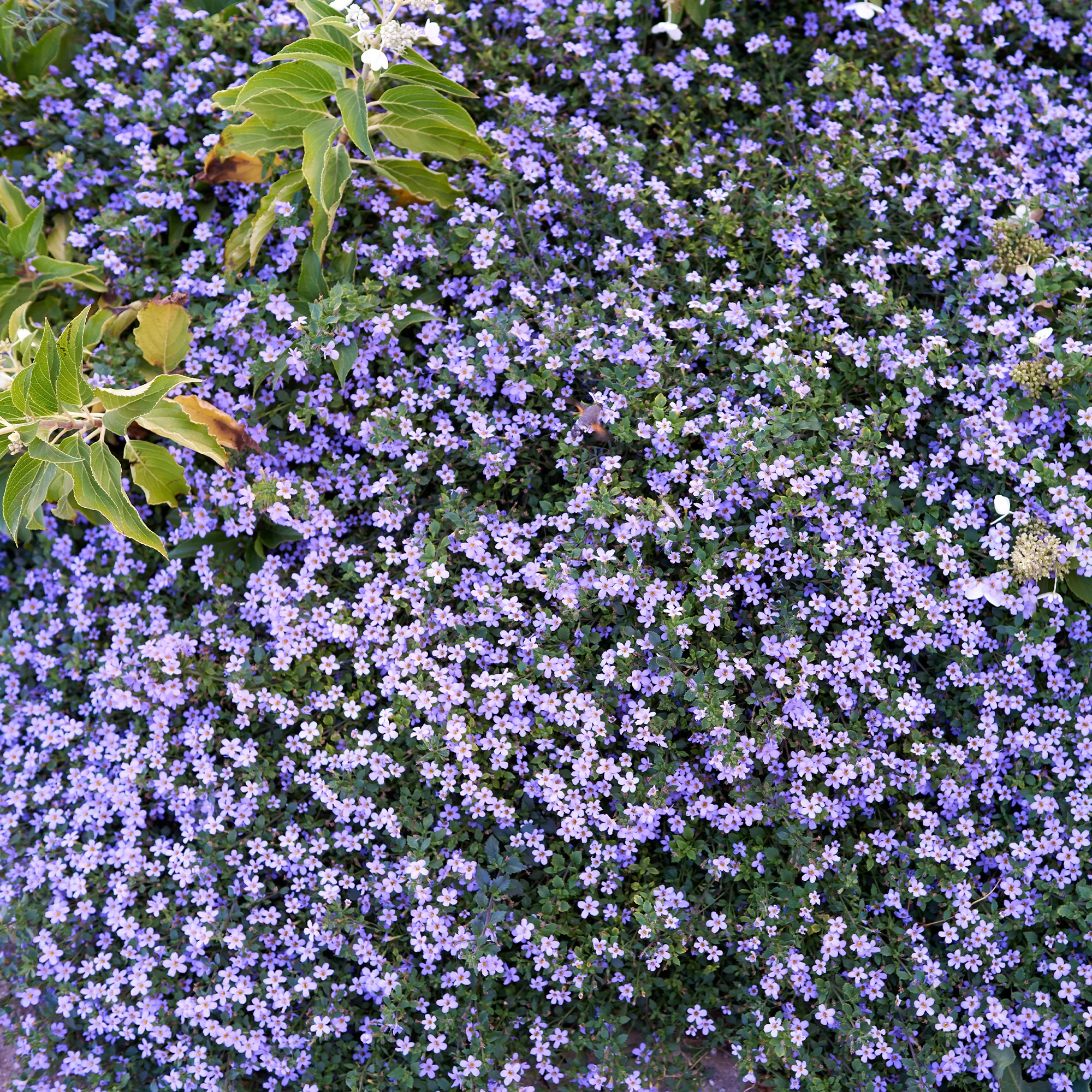 Bacopa Blau - Image 2