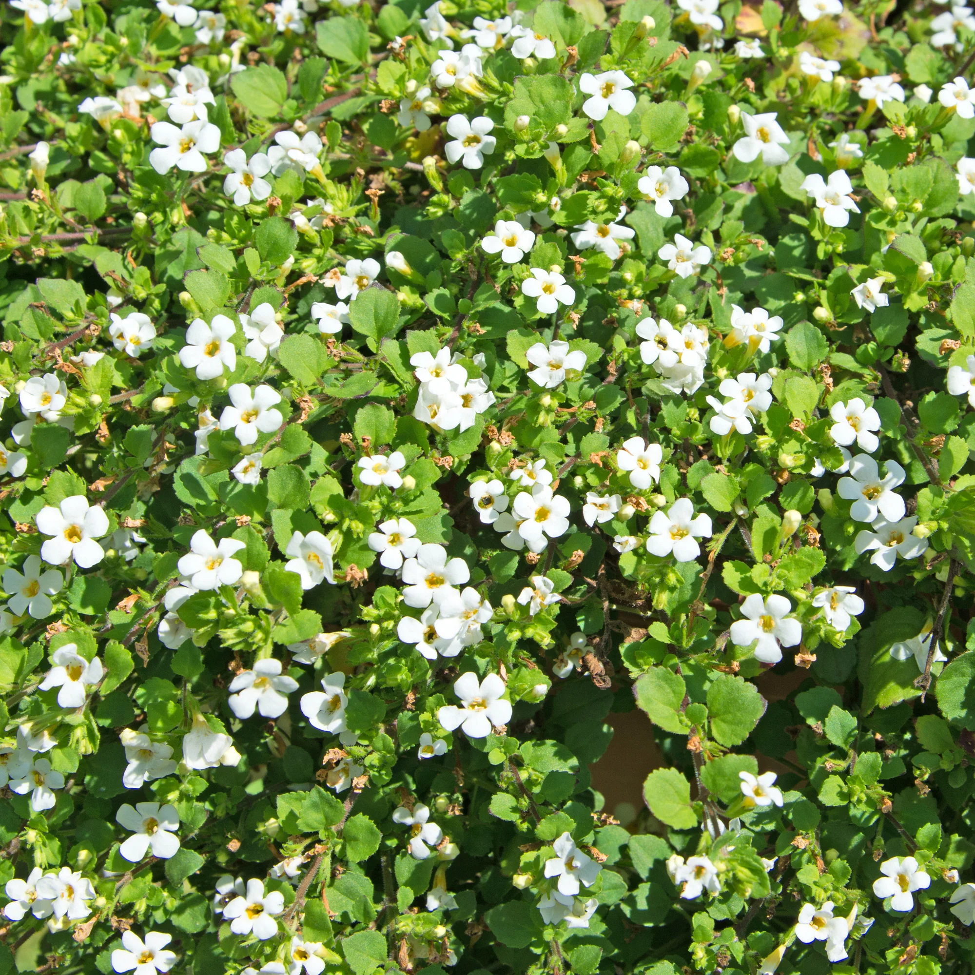 Bacopa Weiß - Image 3