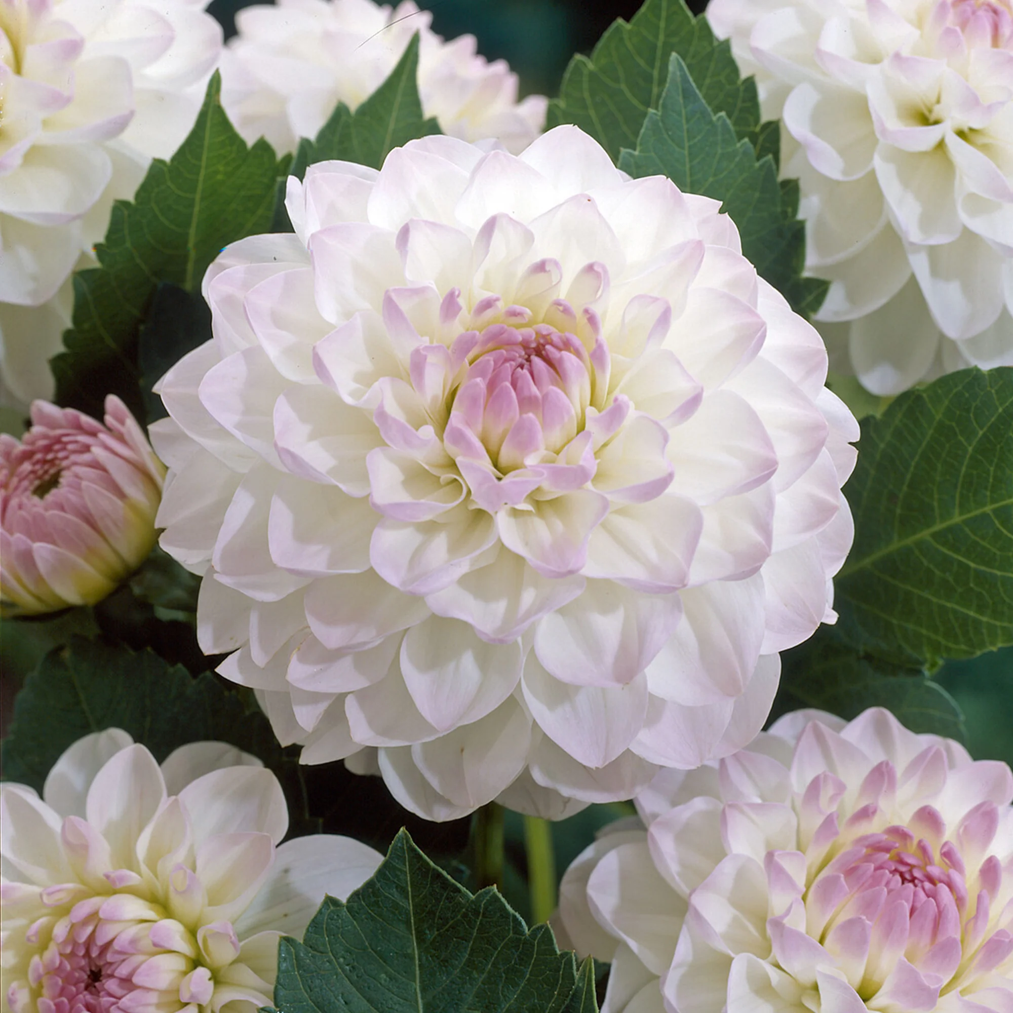 Ball-Dahlie 'Evelyne'