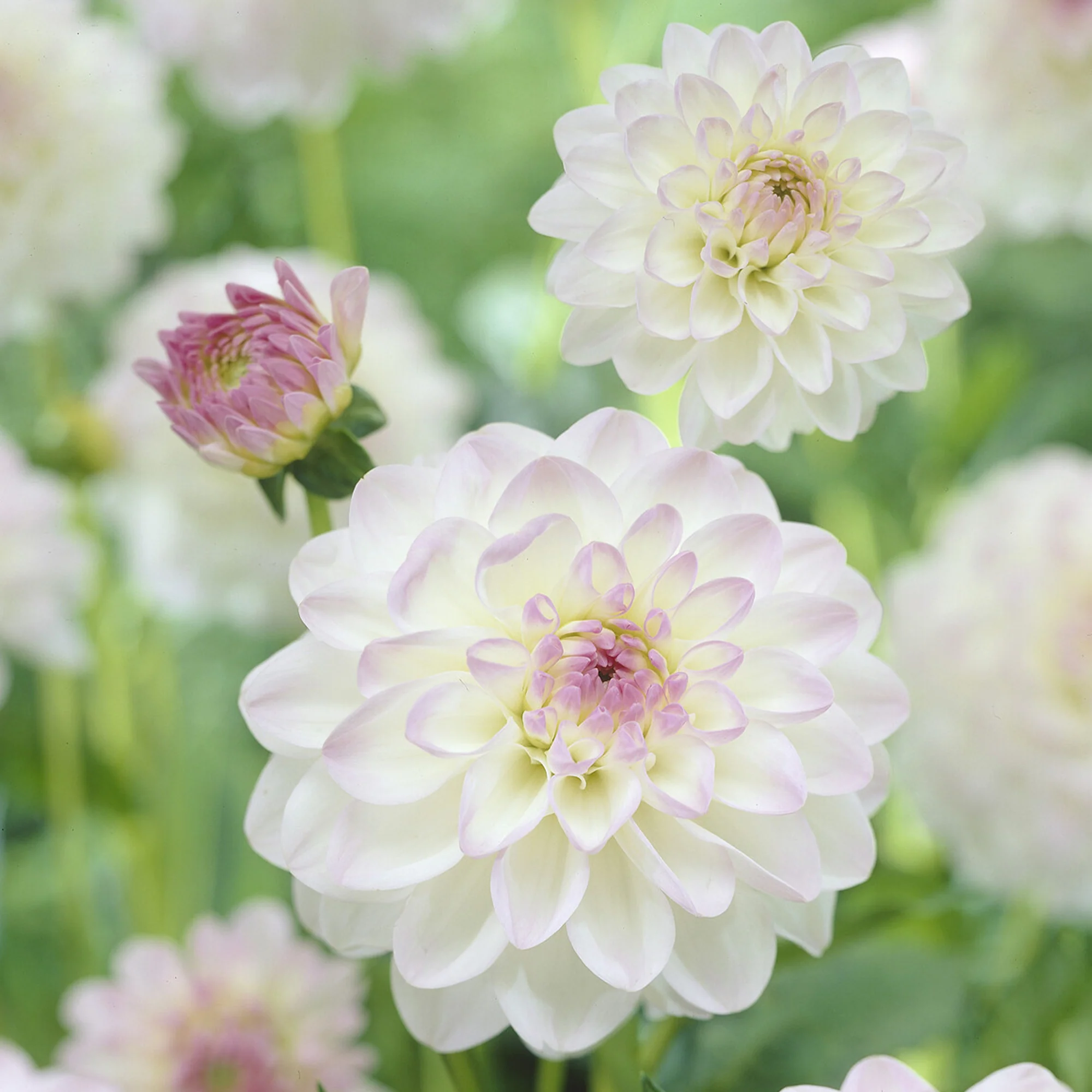 Ball-Dahlie 'Evelyne' - Image 2