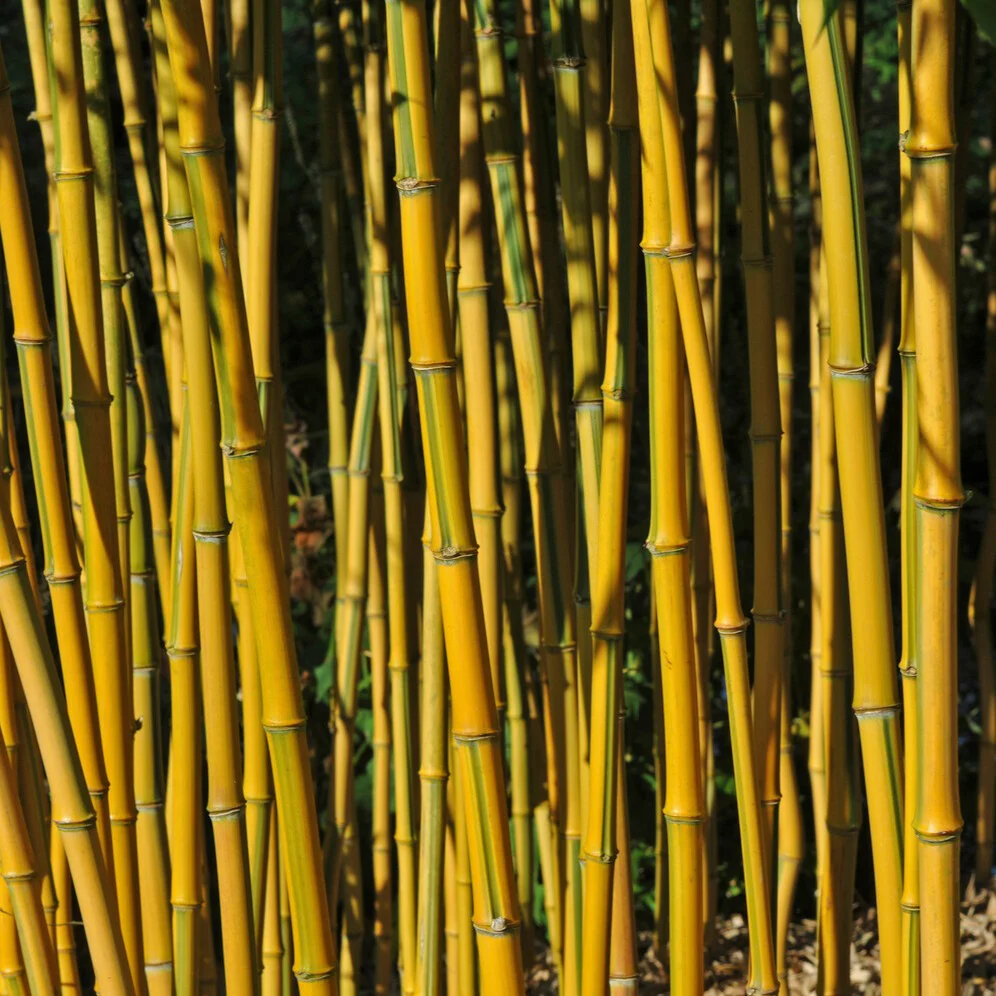 Bambus ‘Aureosulcata Spectabilis’ - Image 3