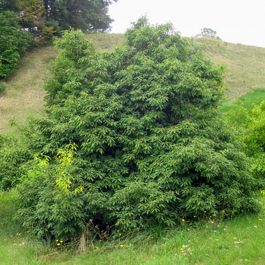 Bambusblättrige Eiche - Image 3