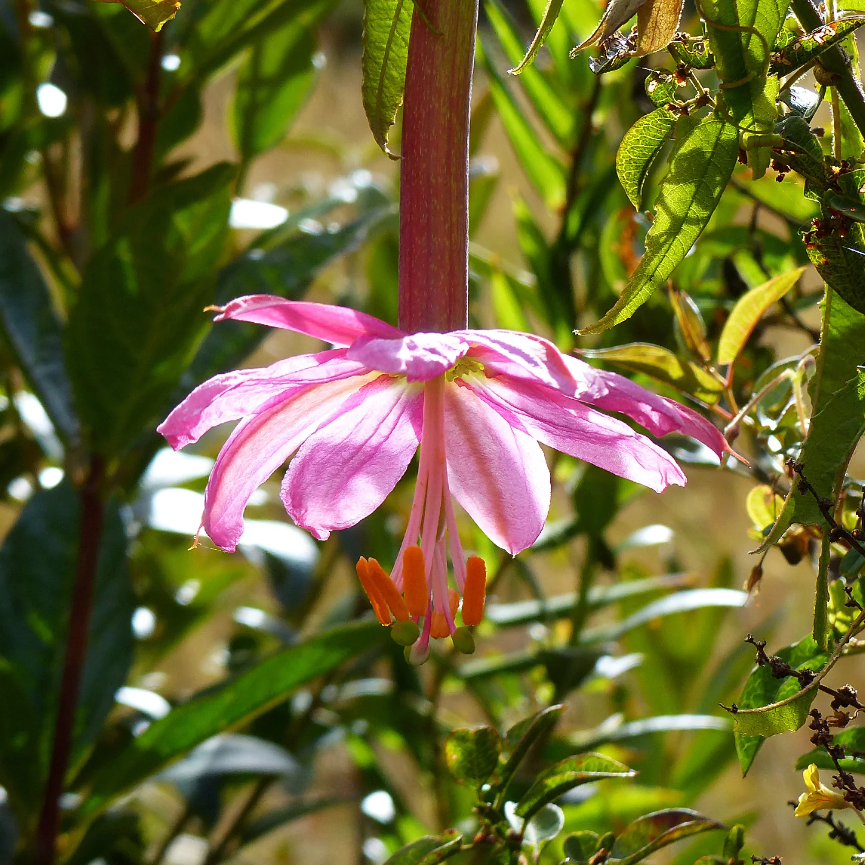 Bananen-Passionsblume - Image 3