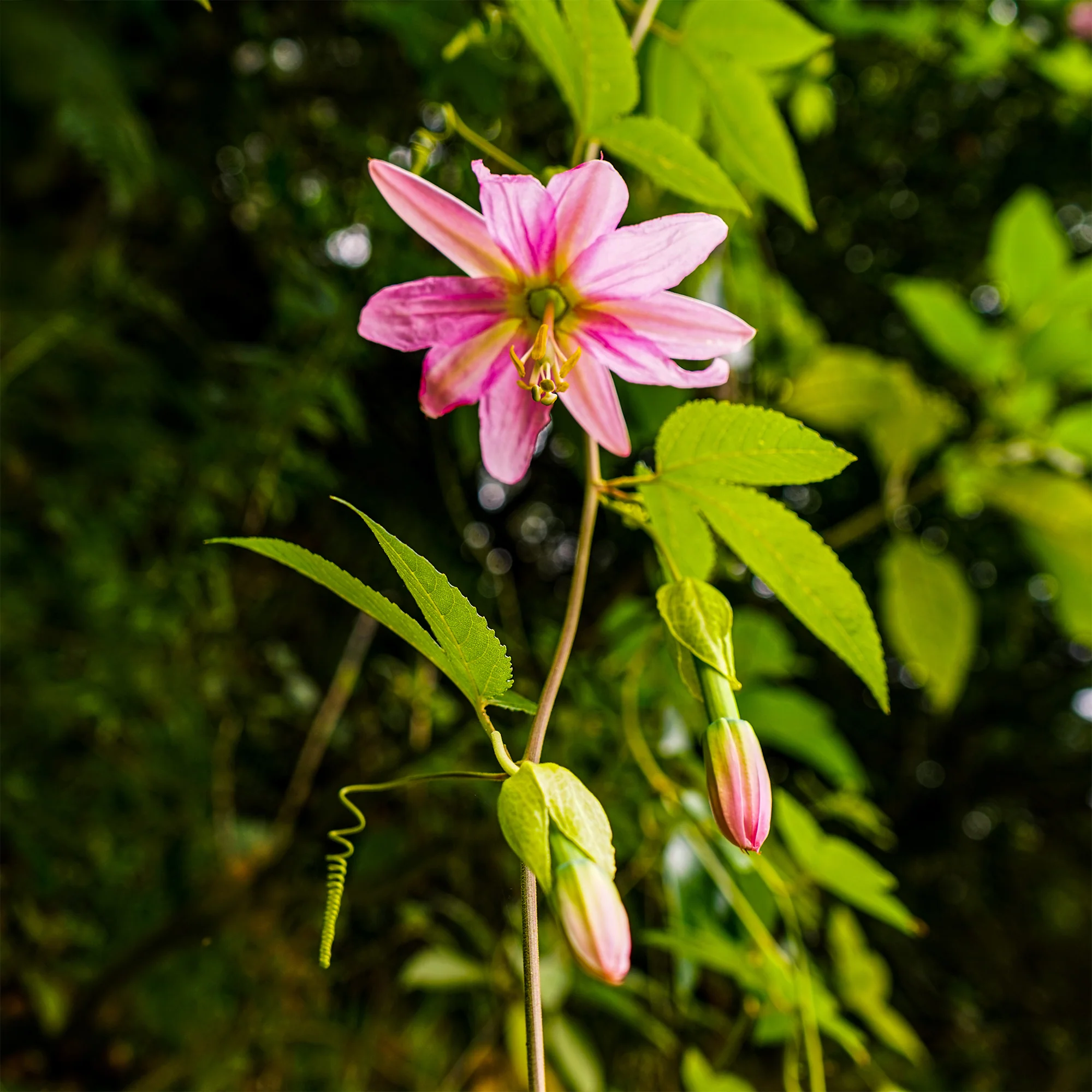 Bananen-Passionsblume - Image 4