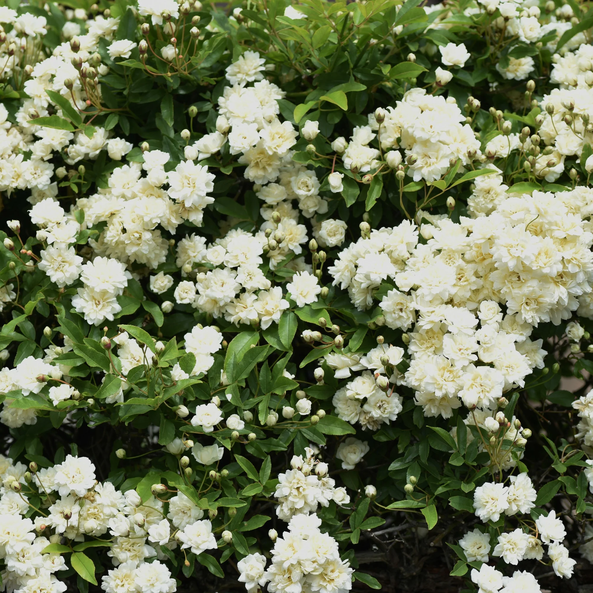 Banks-Rose ‘Alba Plena’ - Image 3
