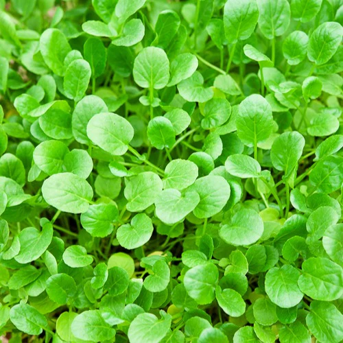 Barbarakraut - Image 4