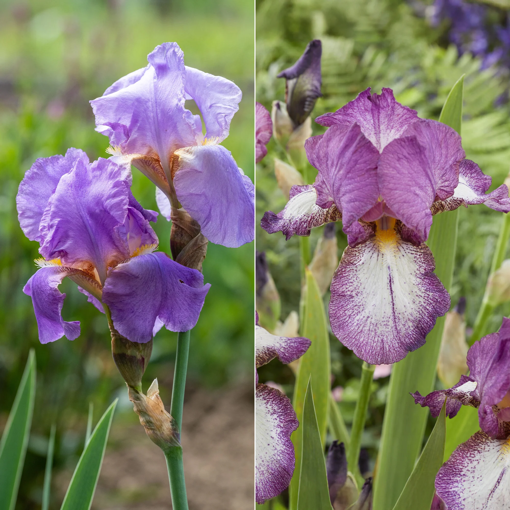 Bart-Iris Kollektion ‘Autumn Encore’ & ‘Lovely Again’ (x6)