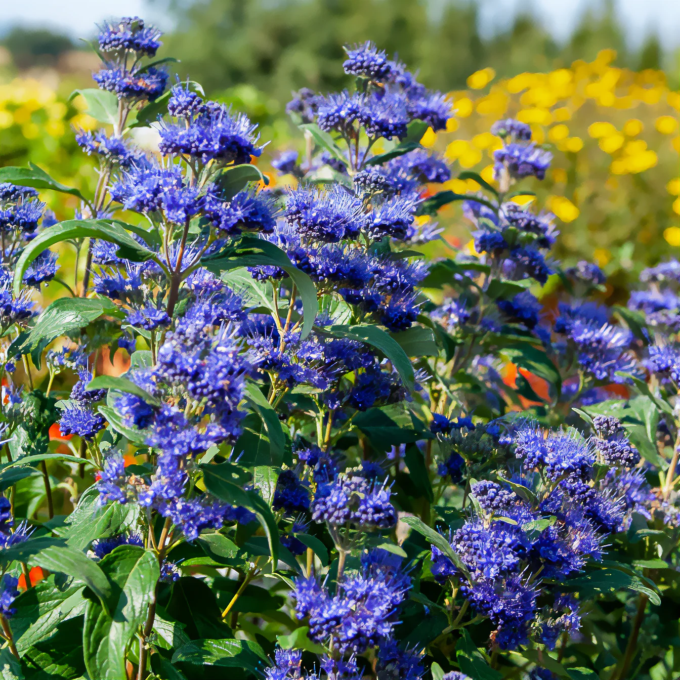 Bartblume ‘Grand Bleu®’ - Image 3