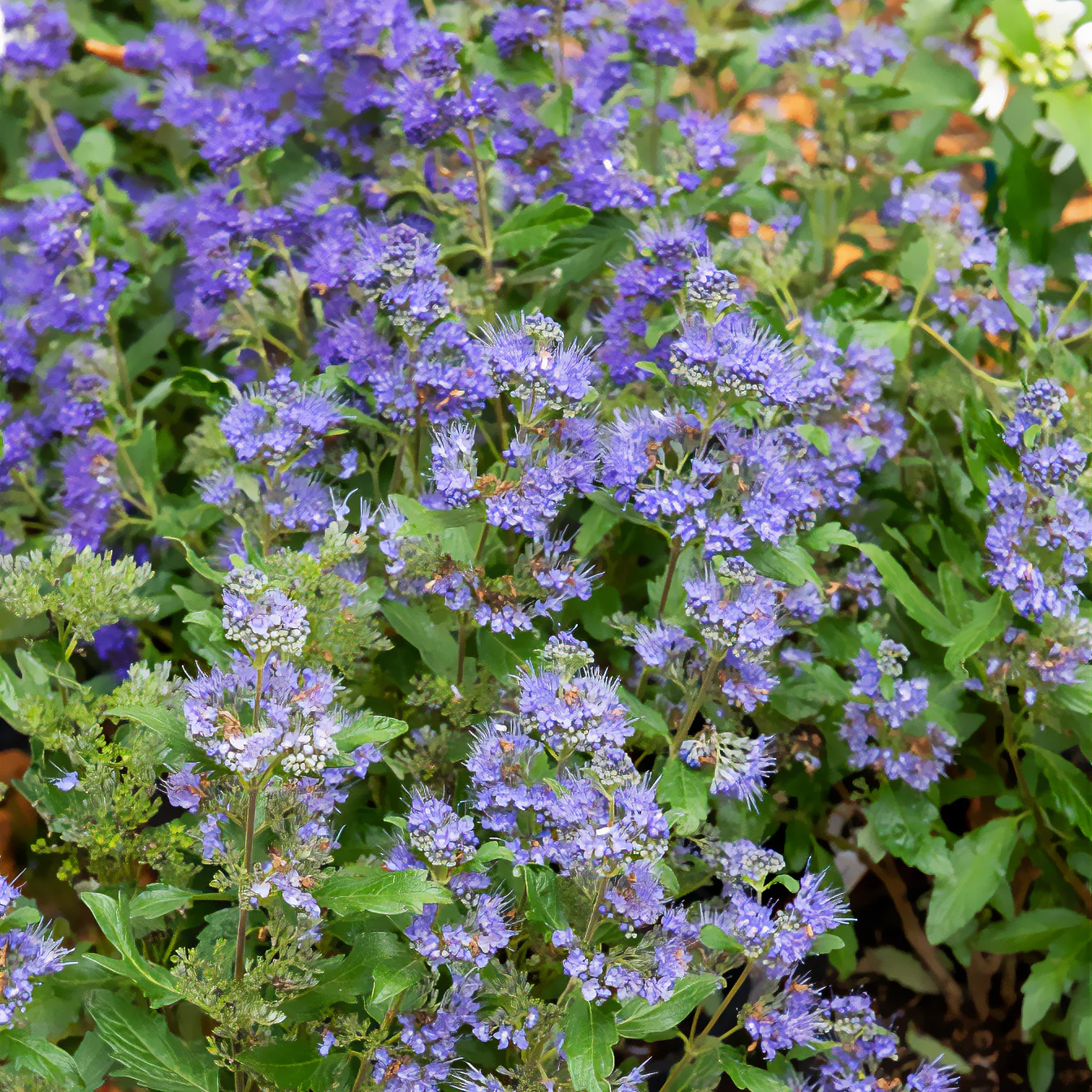 Bartblume ‘Grand Bleu®’ - Image 4