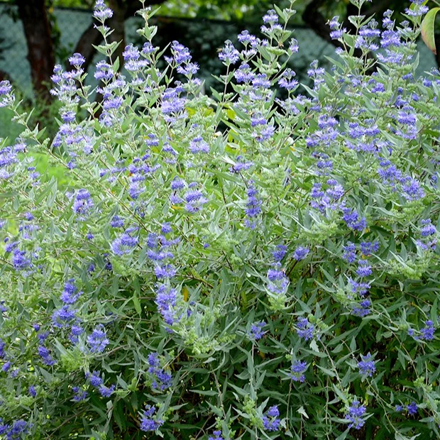 Bartblume 'Heavenly Blue' - Image 3