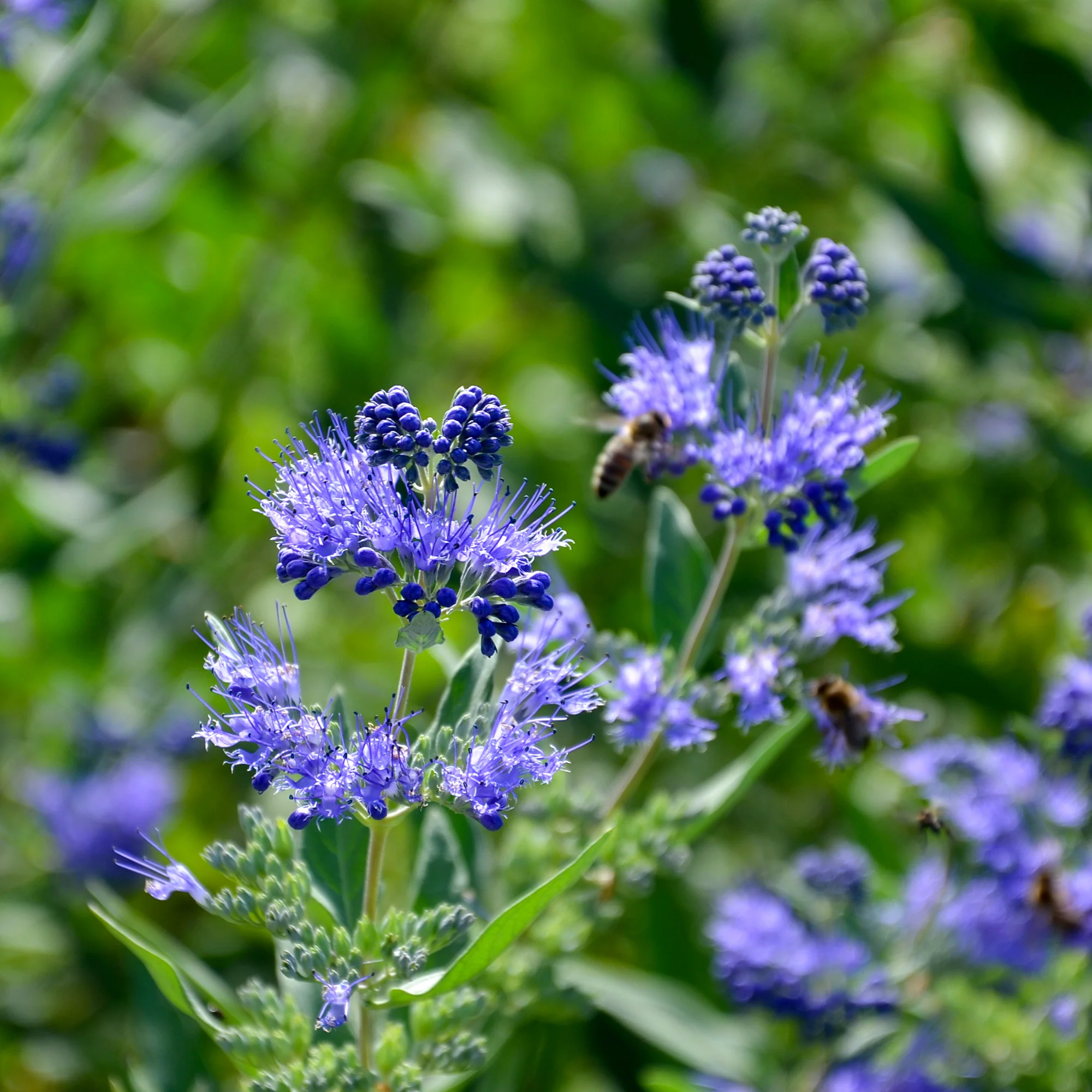 Bartblume 'Heavenly Blue' - Image 4