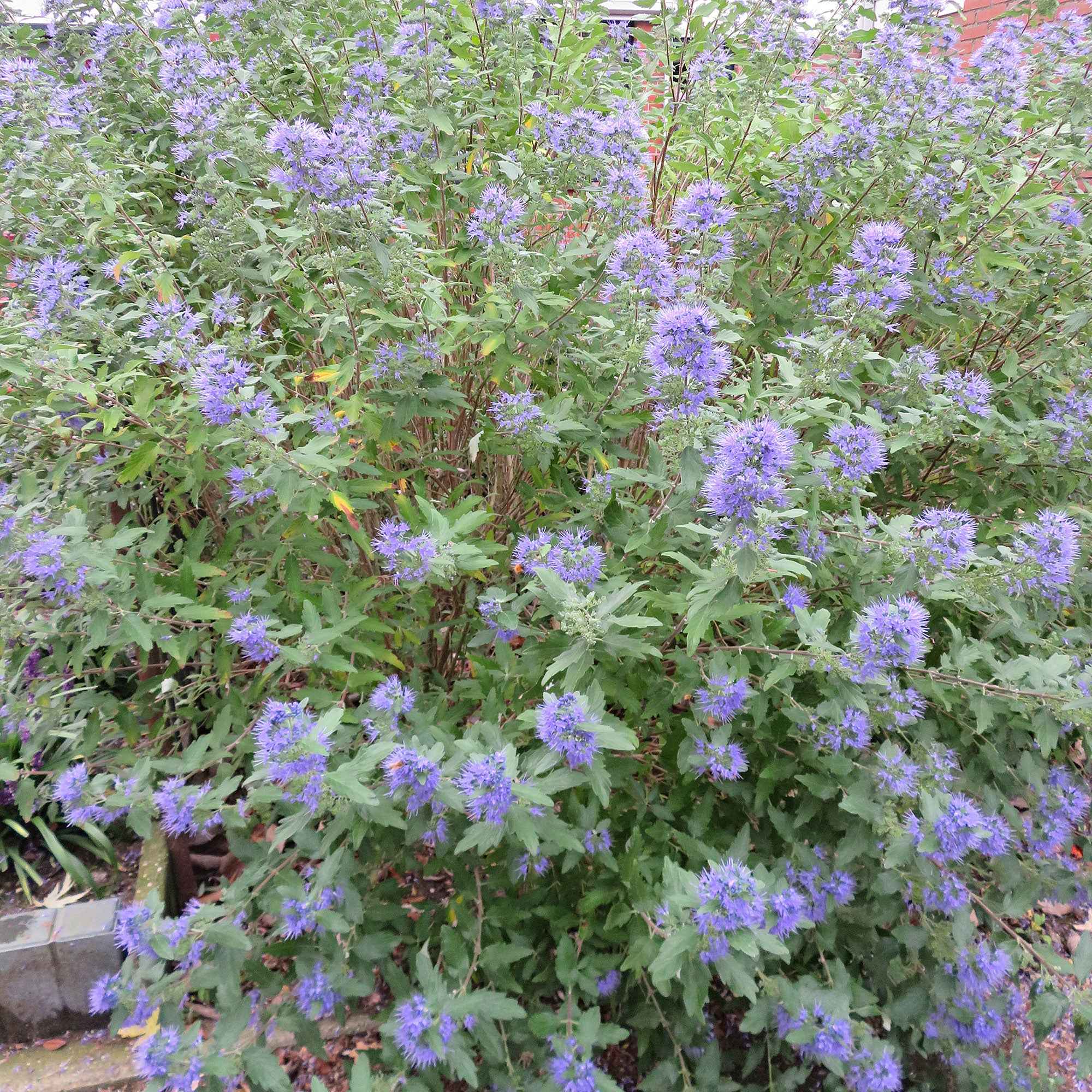 Bartblume 'Heavenly Blue' - Image 5