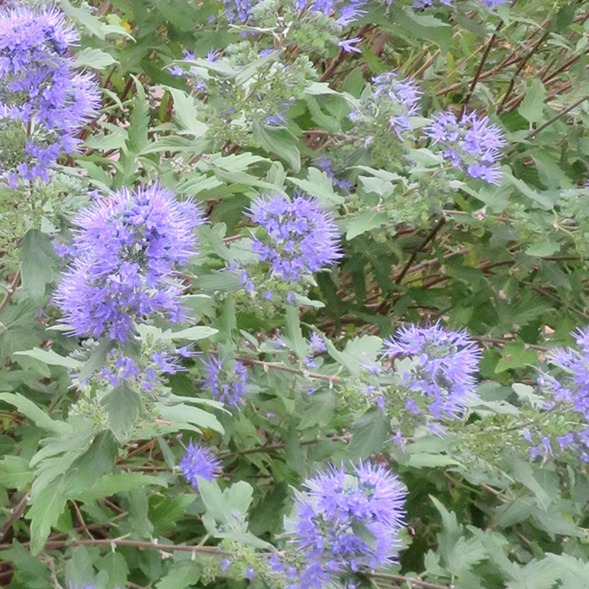 Bartblume 'Heavenly Blue' - Image 6