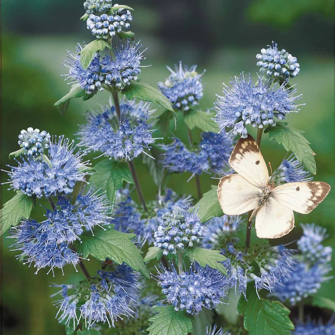Bartblume 'Heavenly Blue' - Image 7