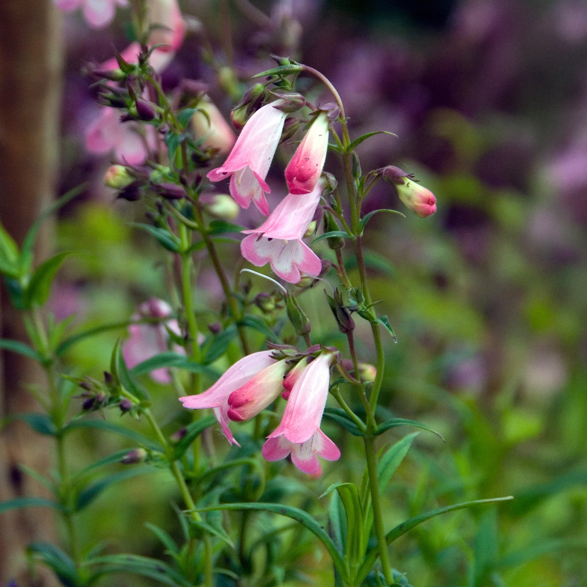 Bartfaden Apple Blossom - Image 2
