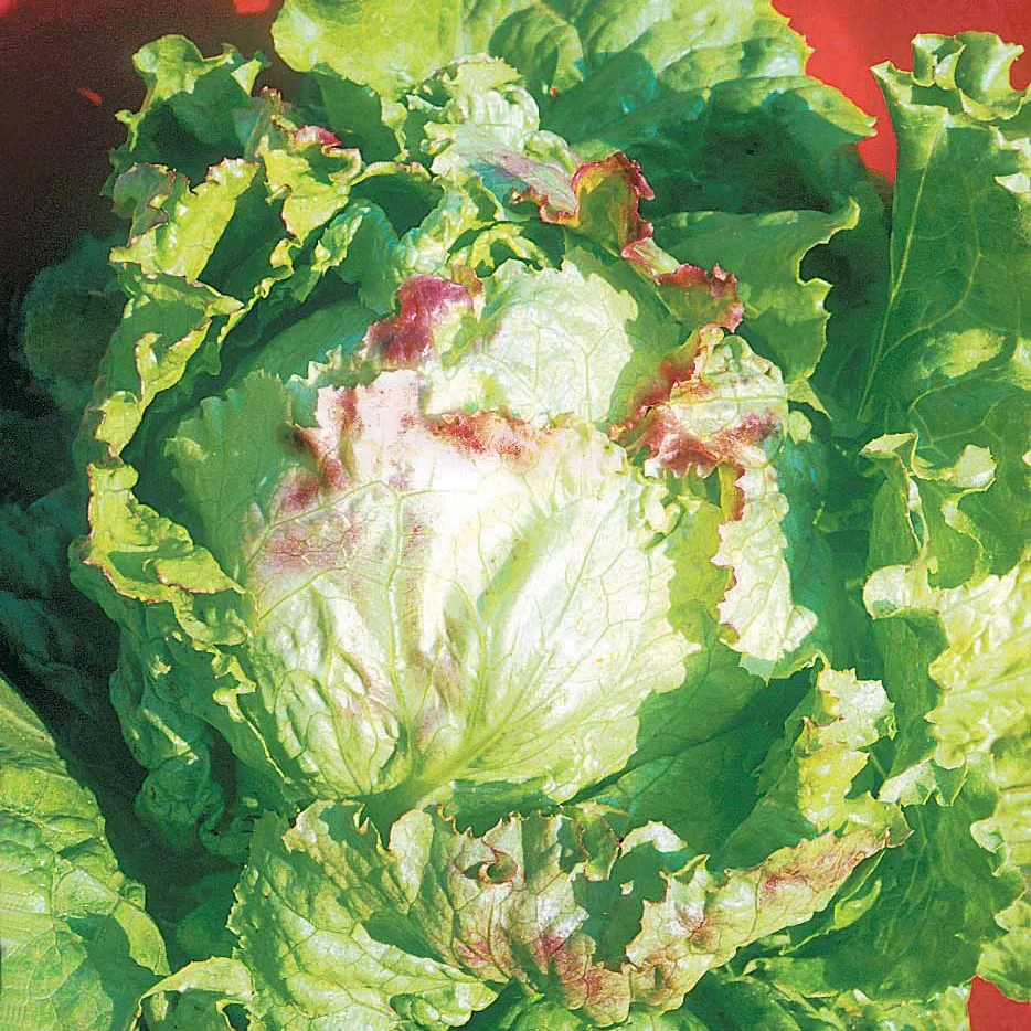 Bataviasalat ‘Blonde à bord rouge’