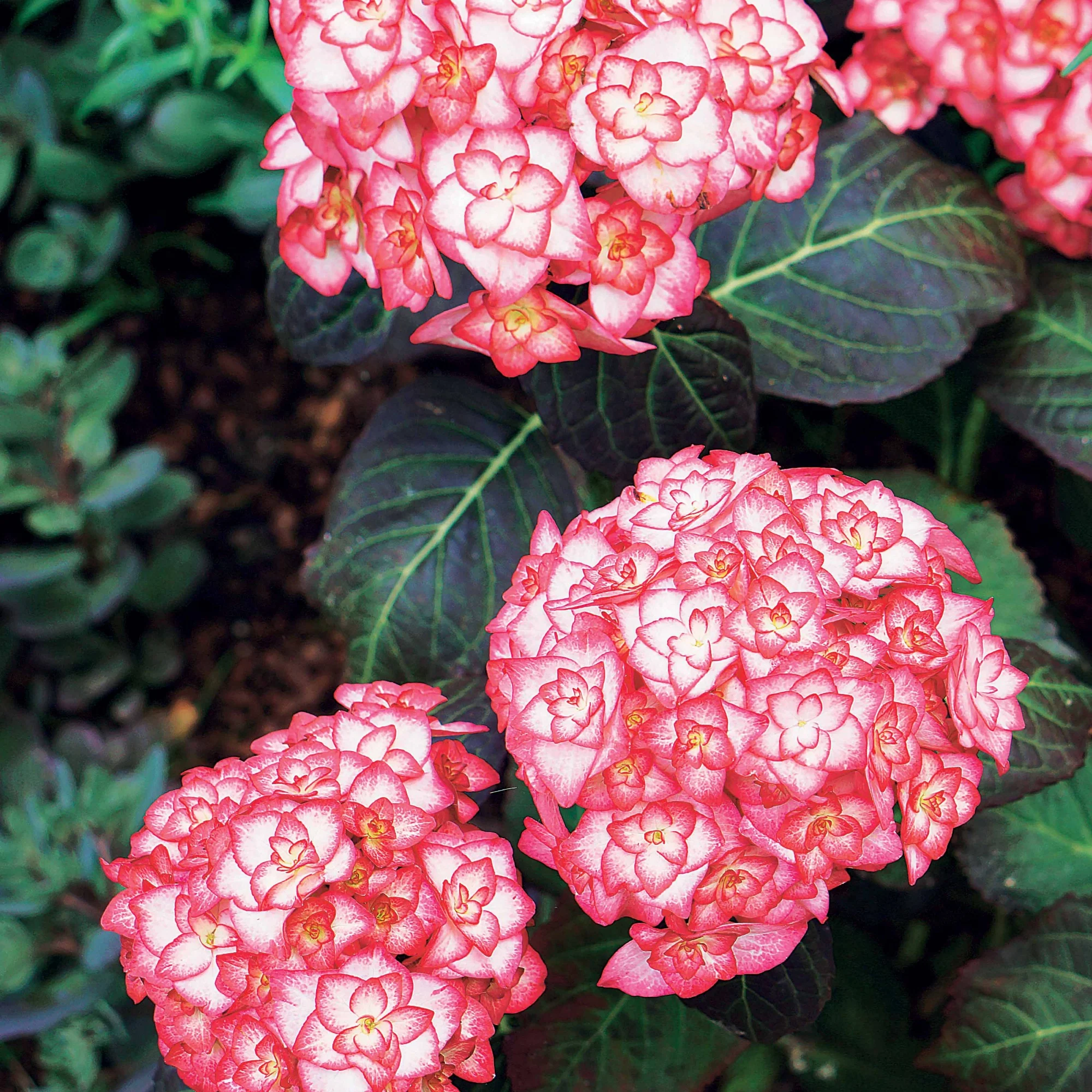Bauernhortensie 'Miss Saori'® - Image 4