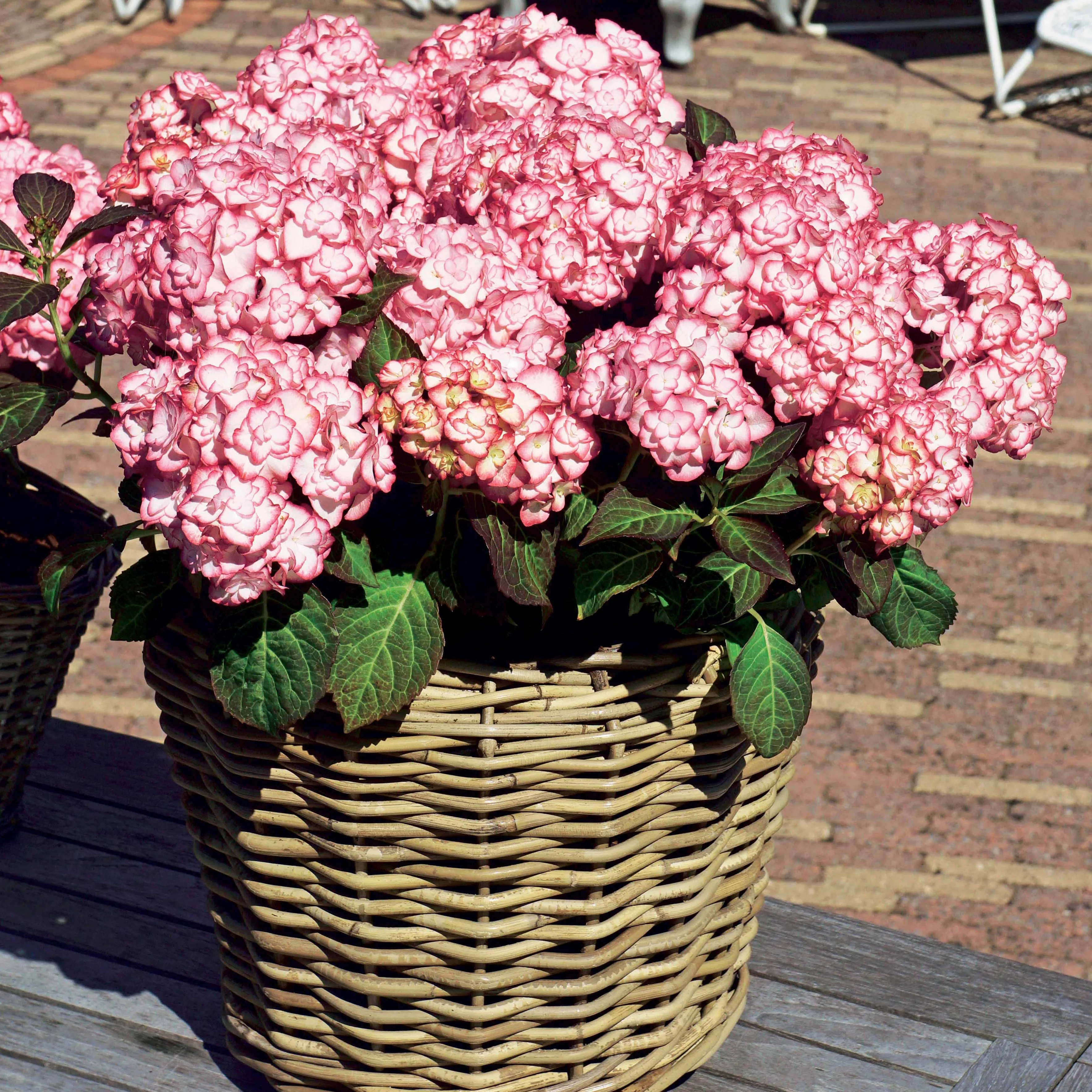 Bauernhortensie 'Miss Saori'® - Image 5