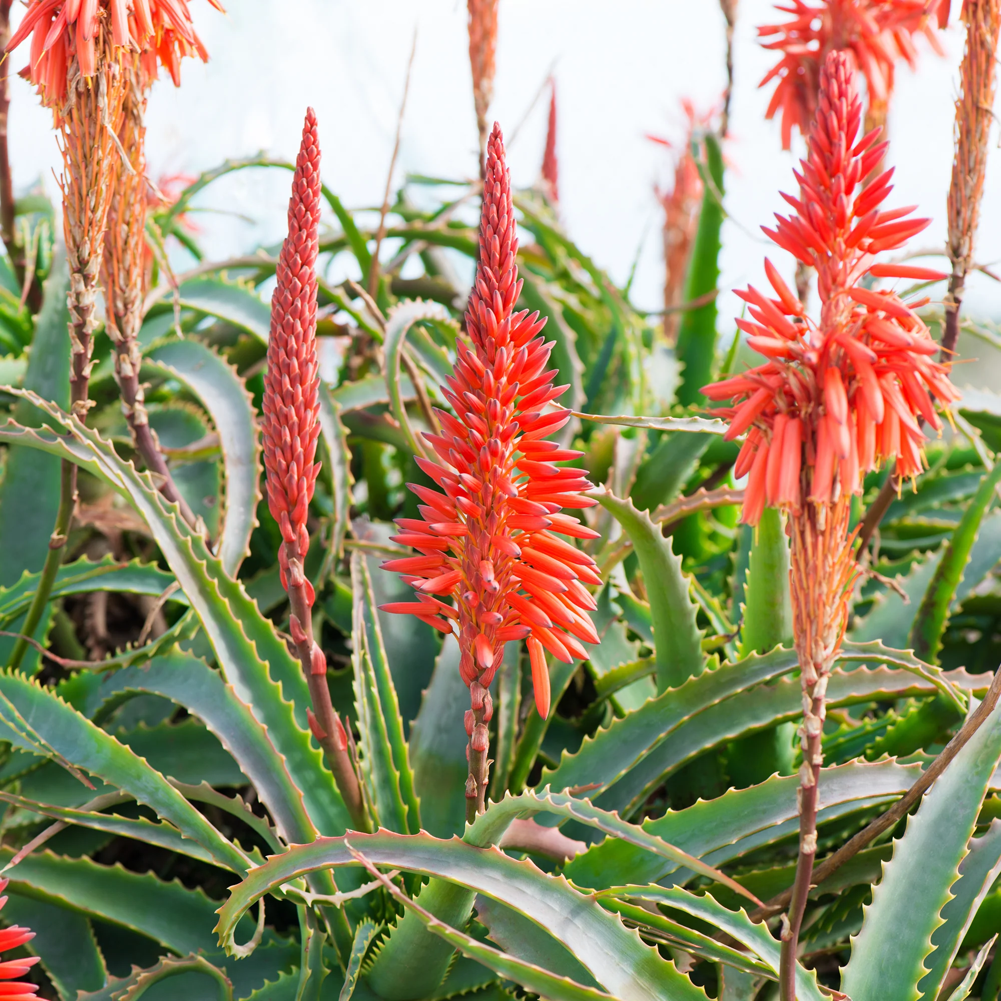 Baum-Aloe - Image 3