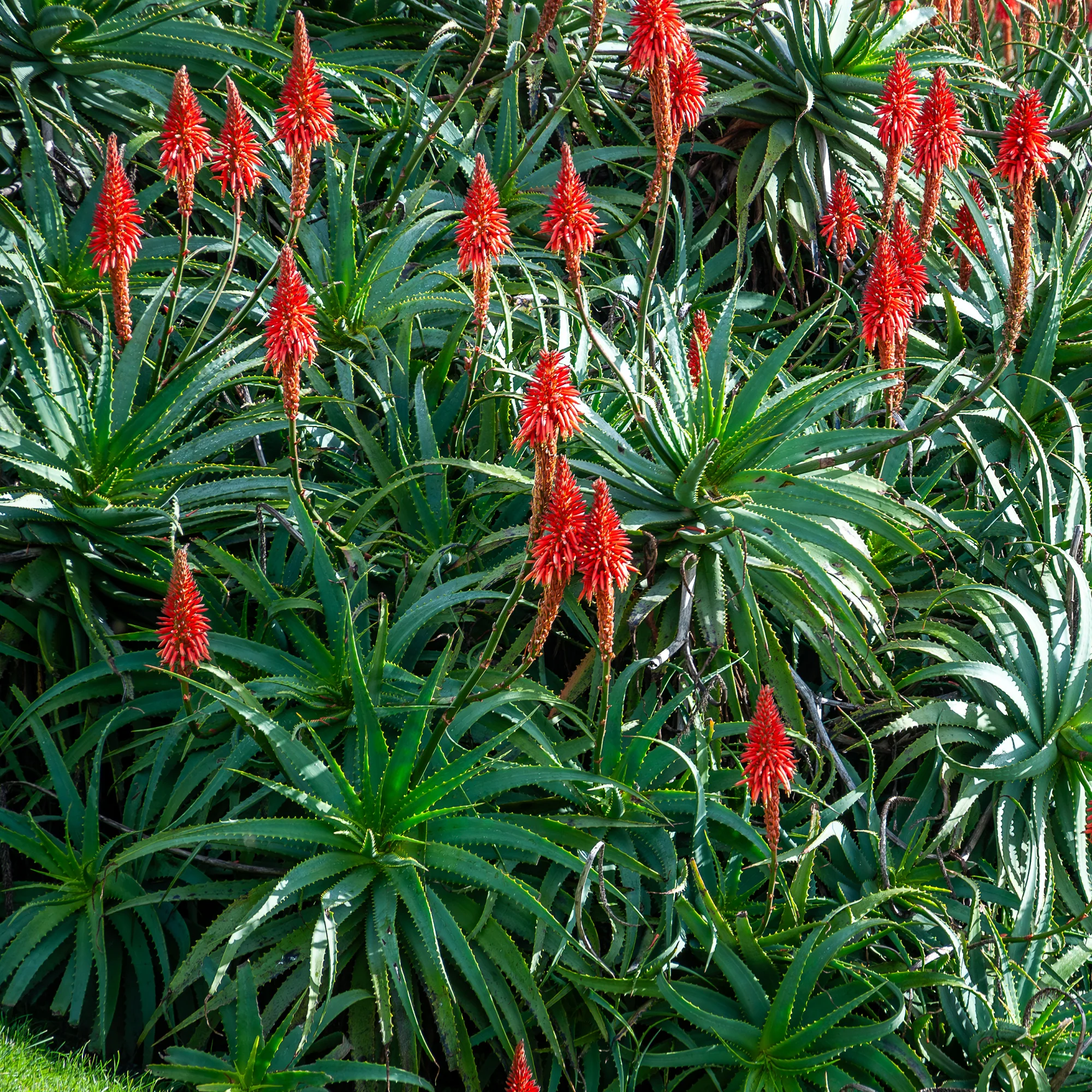 Baum-Aloe - Image 4
