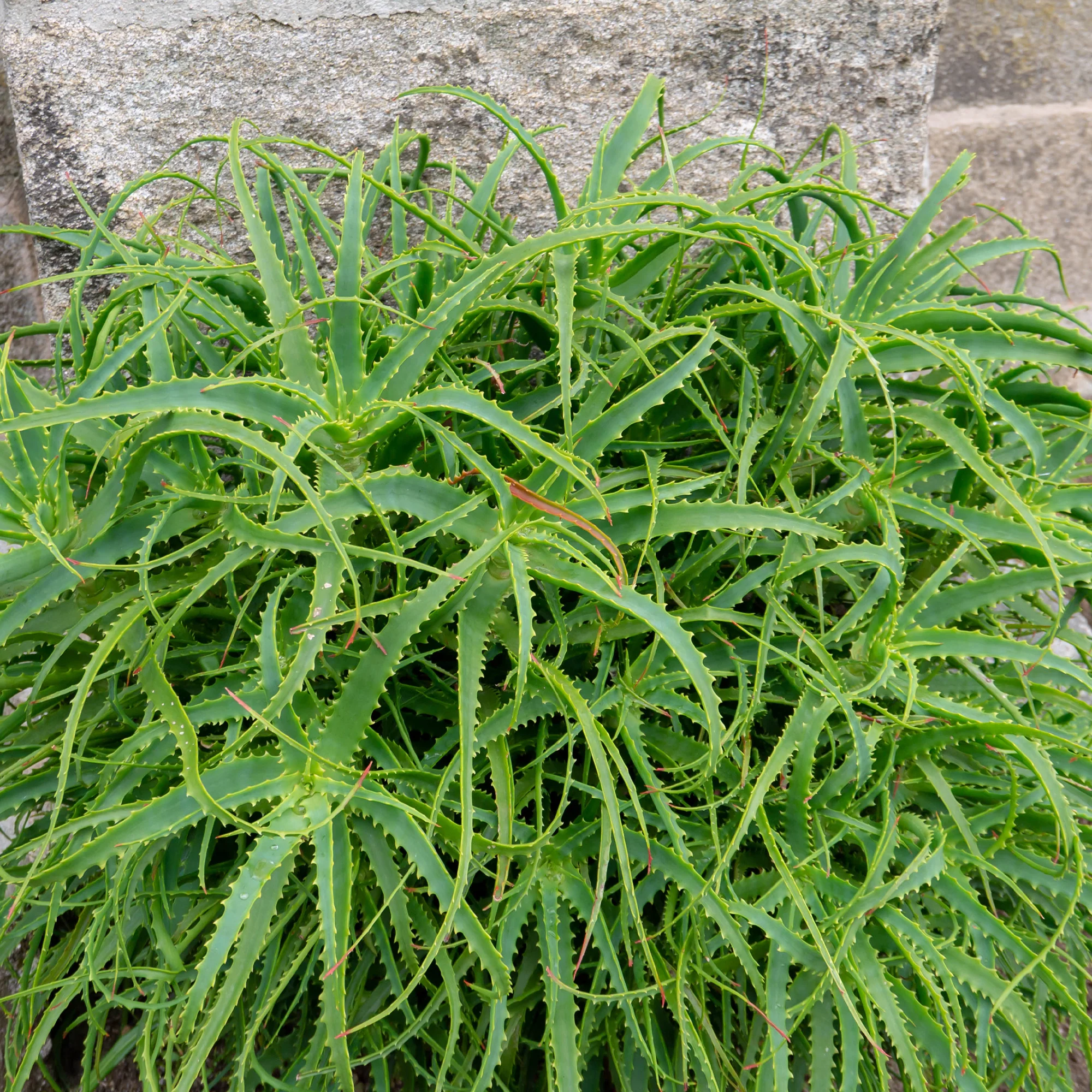 Baum-Aloe - Image 5