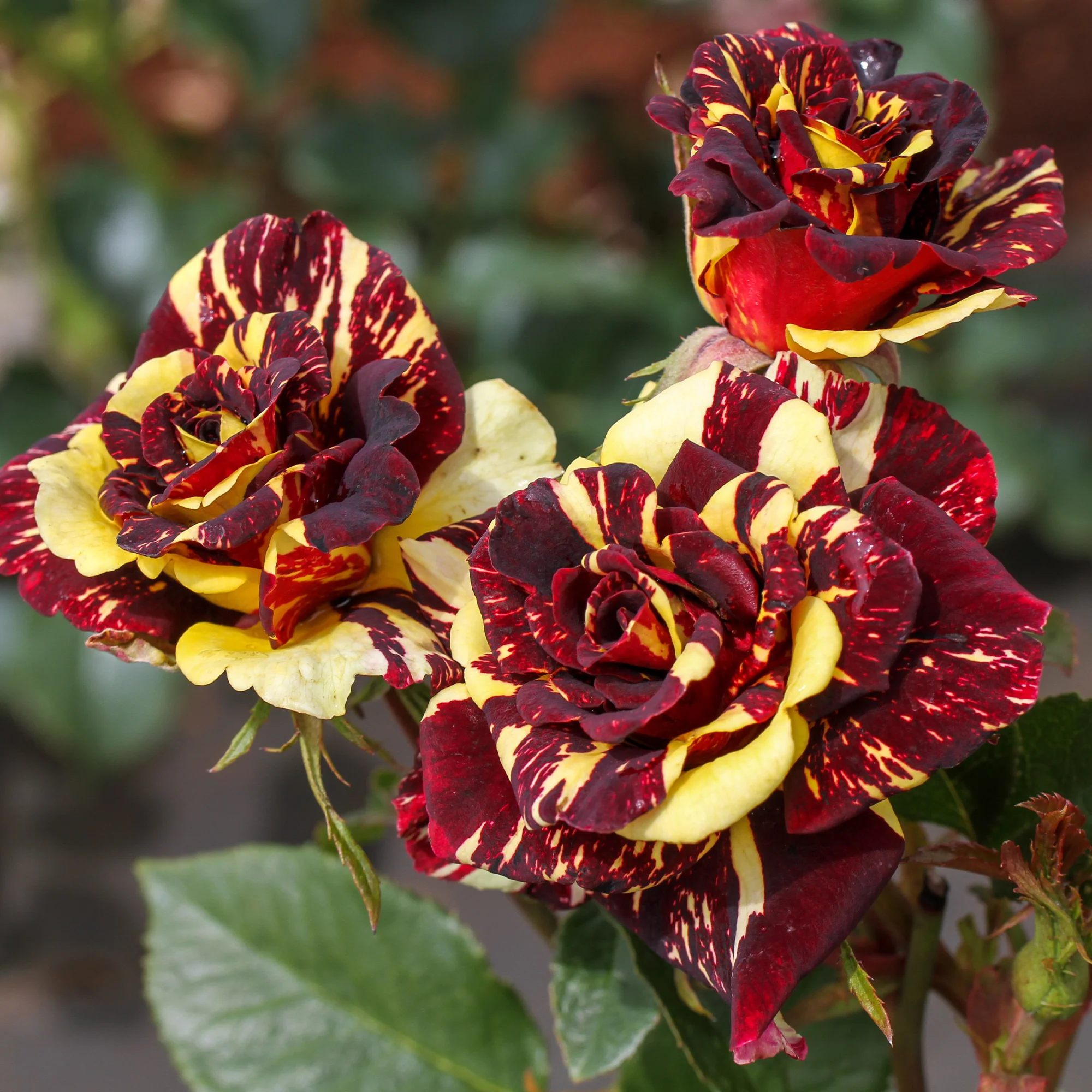 Beetrose 'Abracadabra'® - Image 5